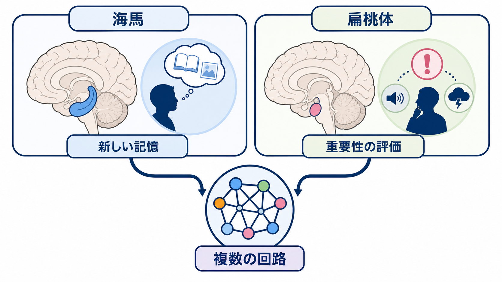 脳の部位ごとの機能を整理｜障害部位から症状と観察項目を考える：海馬と扁桃体を「辺縁系＝感情」と一括りにしないの図解