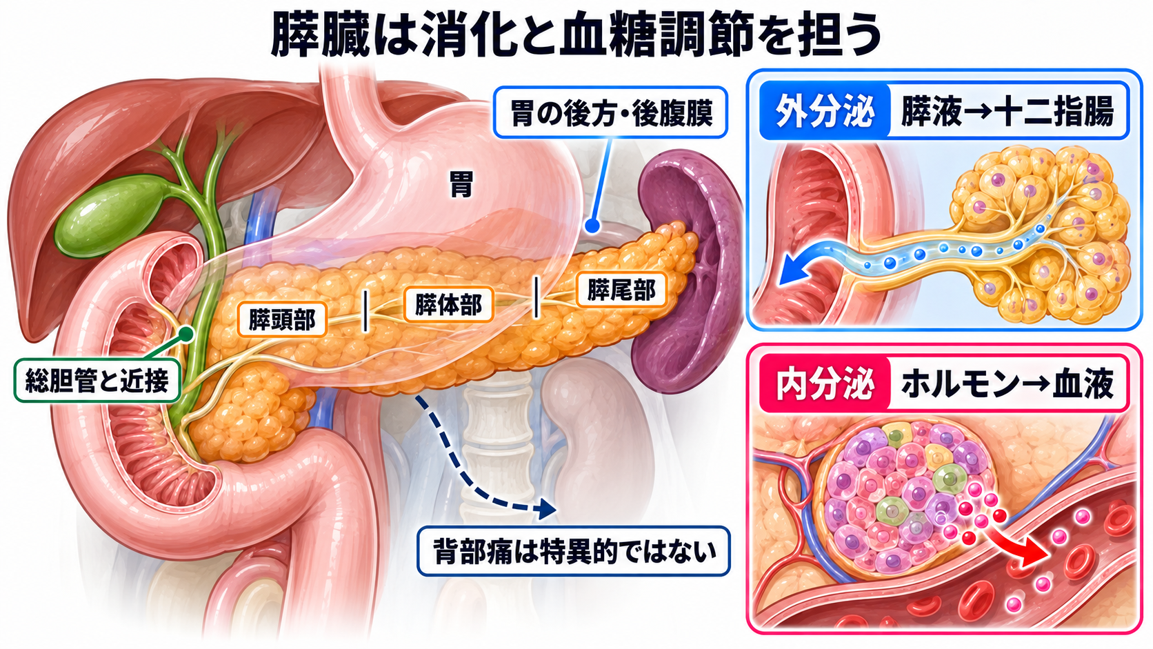 消化器の解剖を流れで理解する｜臓器・腹膜・血流と看護観察の意味：膵臓は後腹膜で、消化液と血糖調節ホルモンを作るの図解