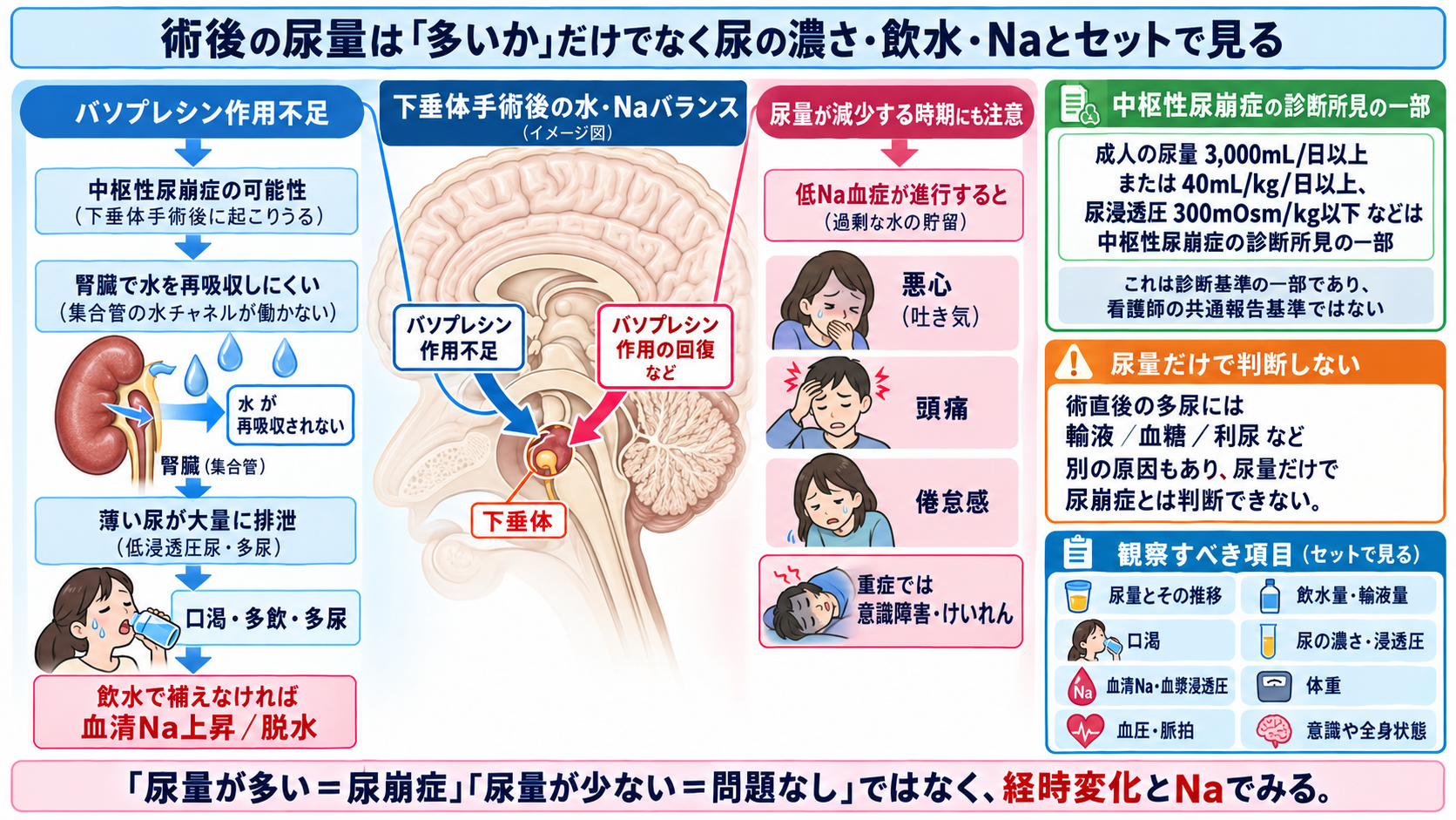 脳下垂体腫瘍とは？症状・ホルモン異常・治療と術後看護の観察ポイント：術後の尿量は「多いか」だけでなく尿の濃さ・飲水・Naとセットで見るの図解