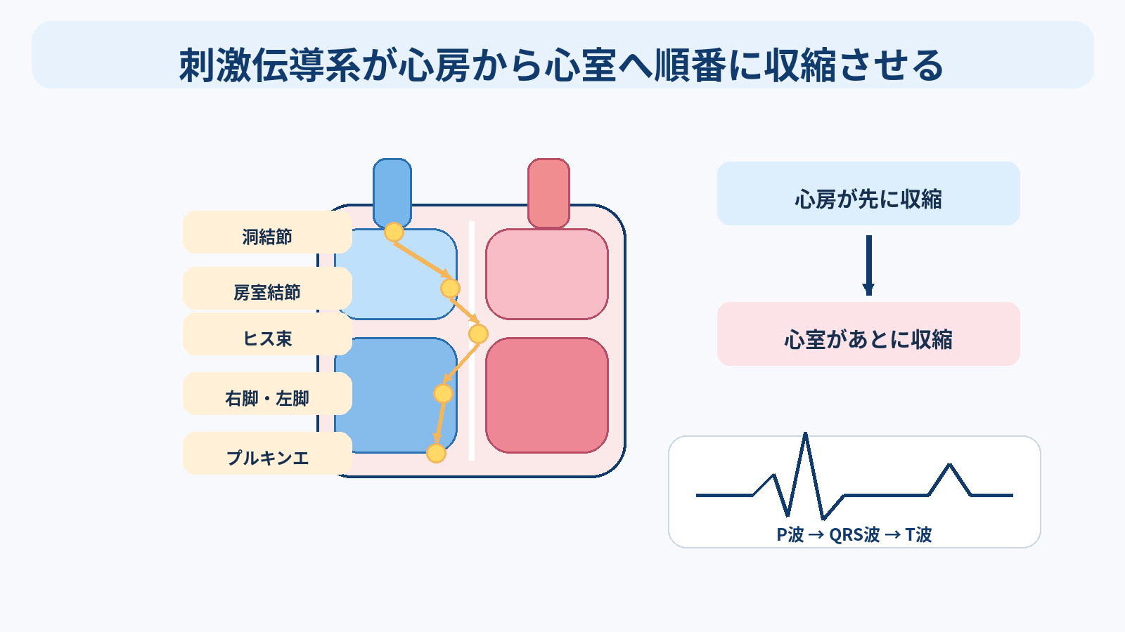 心臓の構造と機能を基礎から理解する｜4つの部屋・弁・血流・刺激伝導・心拍出量と看護観察：刺激伝導系が心房から心室へ順番に収縮させるの図解