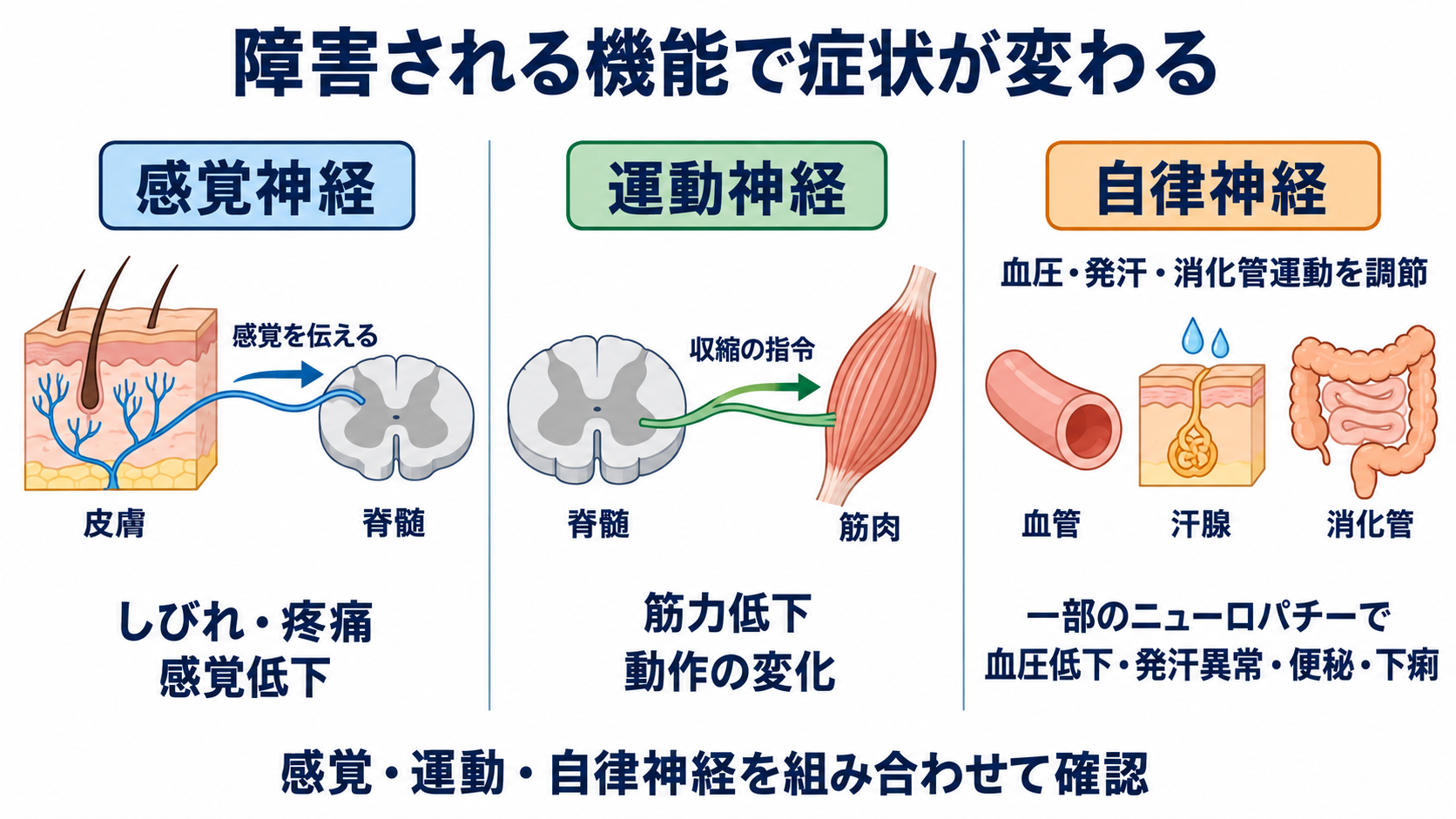 ニューロパチーとは？原因・症状・検査から看護観察と緊急性まで分かりやすく解説：末梢神経には感覚・運動・自律神経があり、障害される機能によって症状が変わるの図解