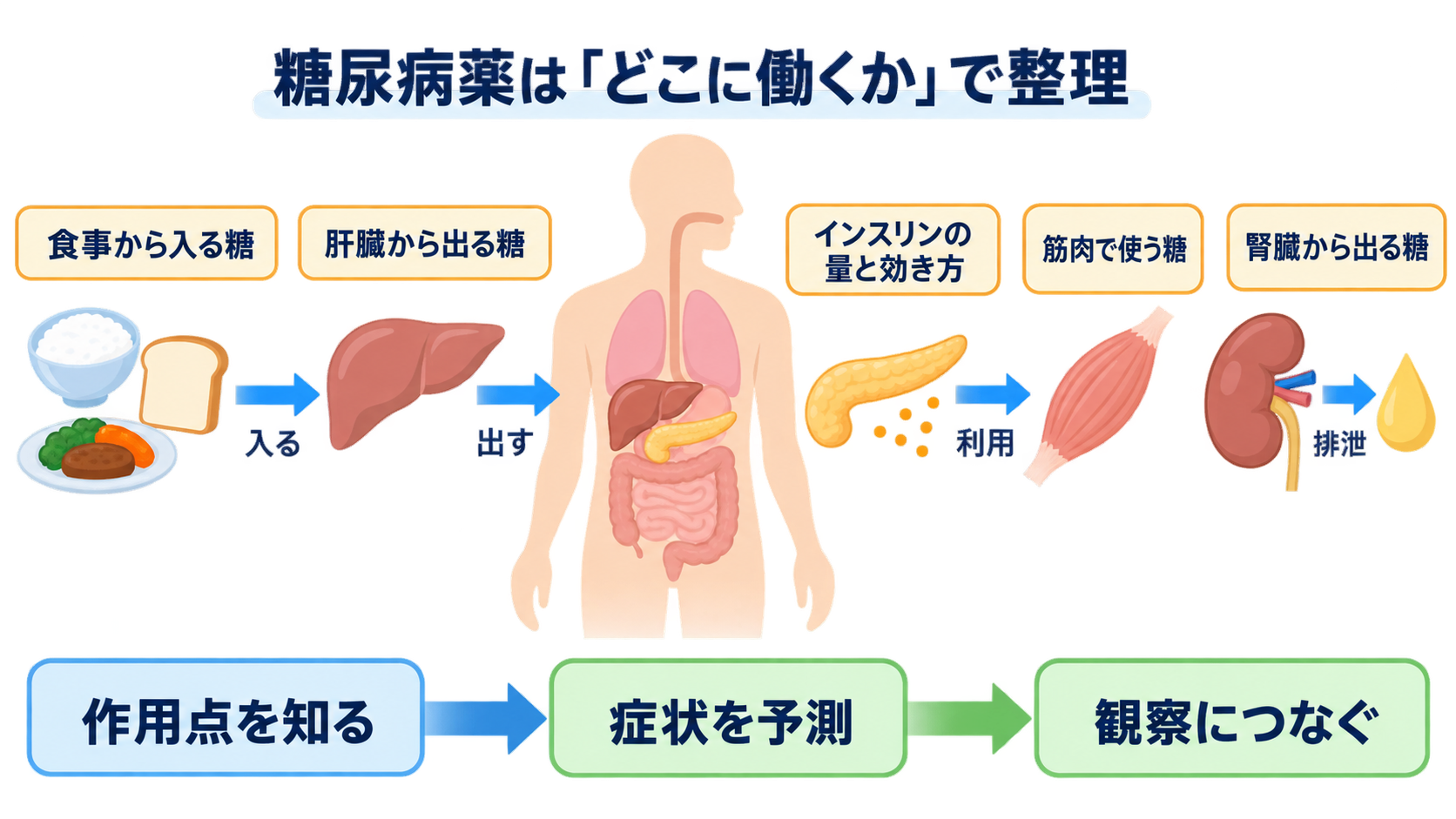 糖尿病薬の種類まとめ｜DPP-4阻害薬・SGLT2阻害薬・GLP-1受容体作動薬の違いと看護の確認ポイント：糖尿病薬は「どこに働くか」で整理するの図解