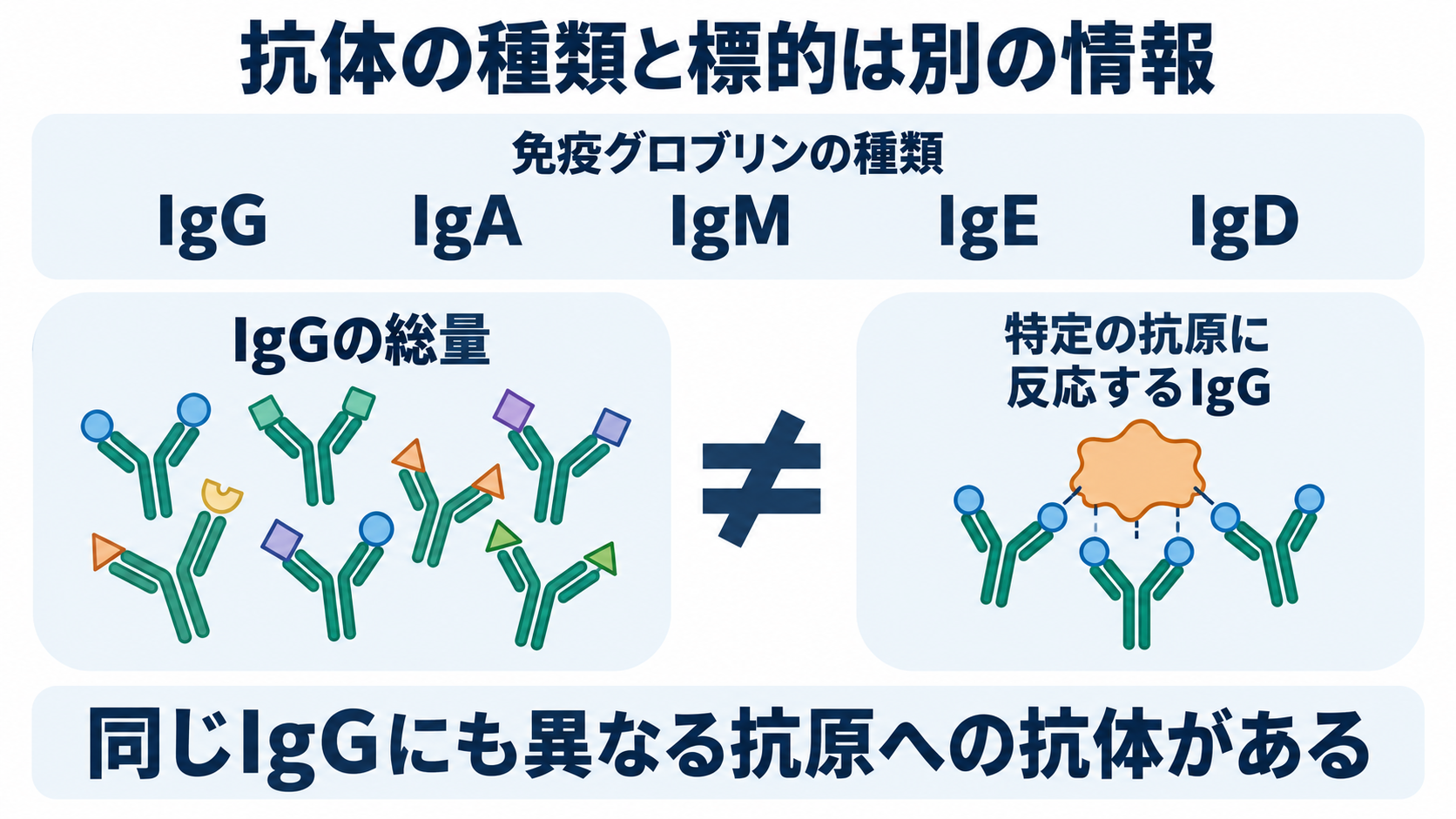免疫の種類と主な検査の一覧：抗体・補体の働きと看護での読み方：抗体は5種類あり、種類と「何に反応するか」は別の情報であるの図解