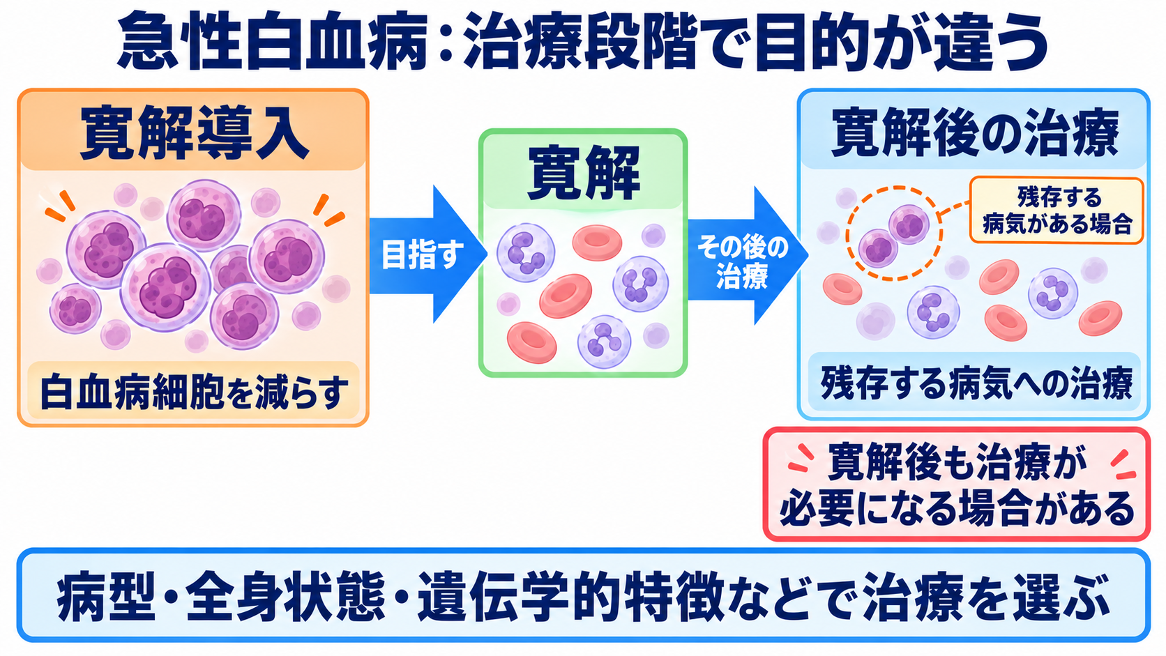成人の白血病を、病態・検査・治療と看護観察のつながりから理解する：急性白血病の治療は、病型と治療段階でどう変わるかの図解