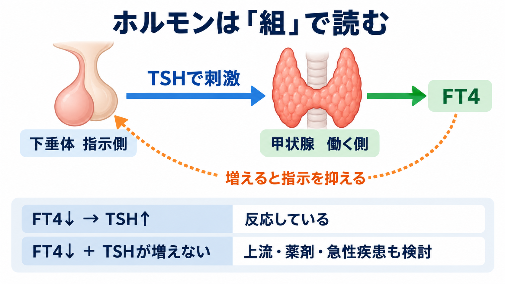 内分泌で覚えておきたい検査｜ホルモンの組み合わせと看護観察が分かる：内分泌検査は「指示側」と「働く側」を組み合わせて読むの図解