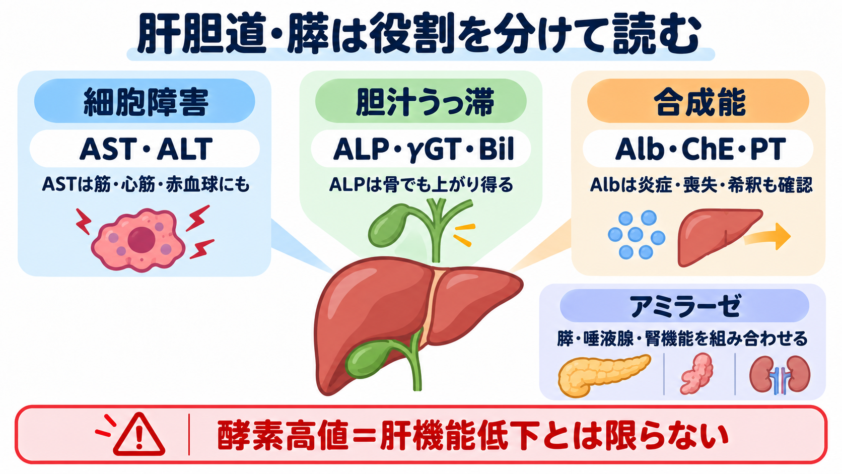 看護で使える検査値の読み方大全―血算・電解質から血液ガス、培養、画像検査まで：肝胆道・膵検査は「細胞障害」「胆汁うっ滞」「合成能」を分けるの図解
