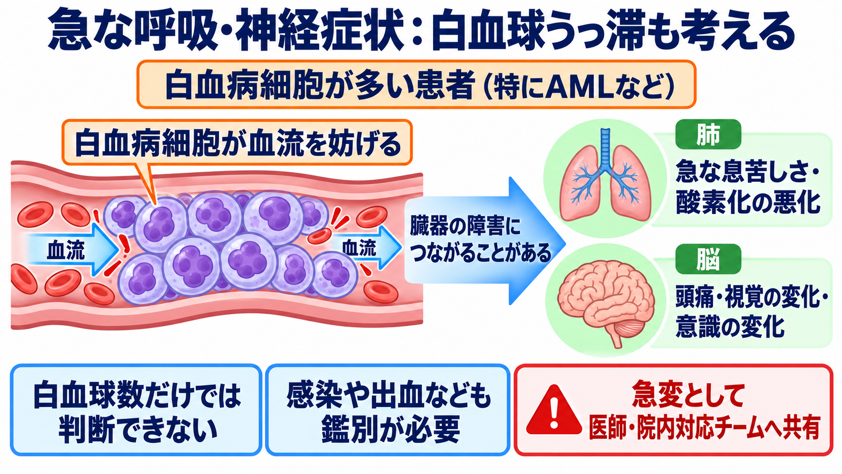 成人の白血病を、病態・検査・治療と看護観察のつながりから理解する：急な呼吸・神経症状では、白血球うっ滞も考えるの図解
