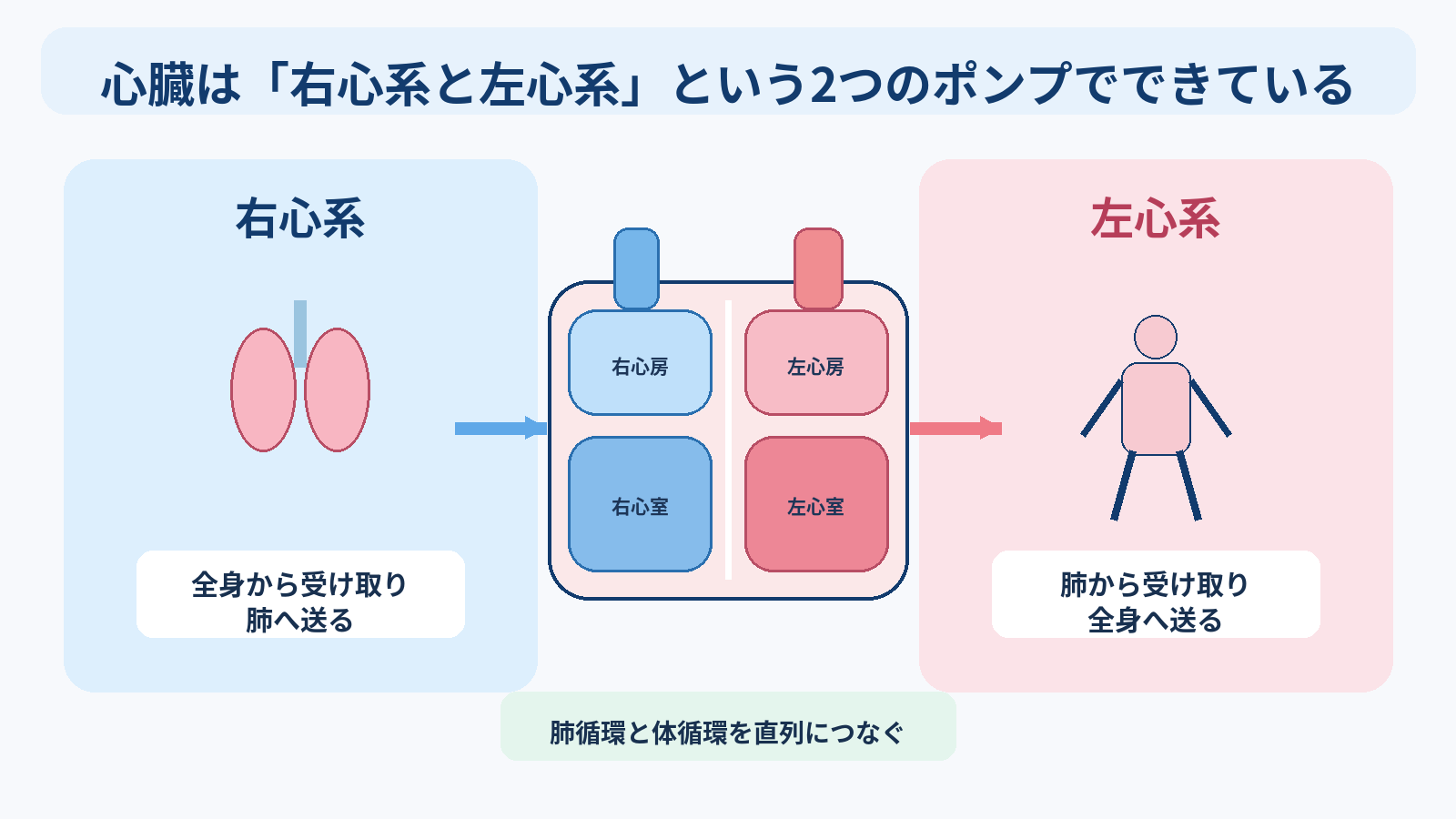 心臓の構造と機能を基礎から理解する｜4つの部屋・弁・血流・刺激伝導・心拍出量と看護観察：心臓は「右心系と左心系」という2つのポンプでできているの図解