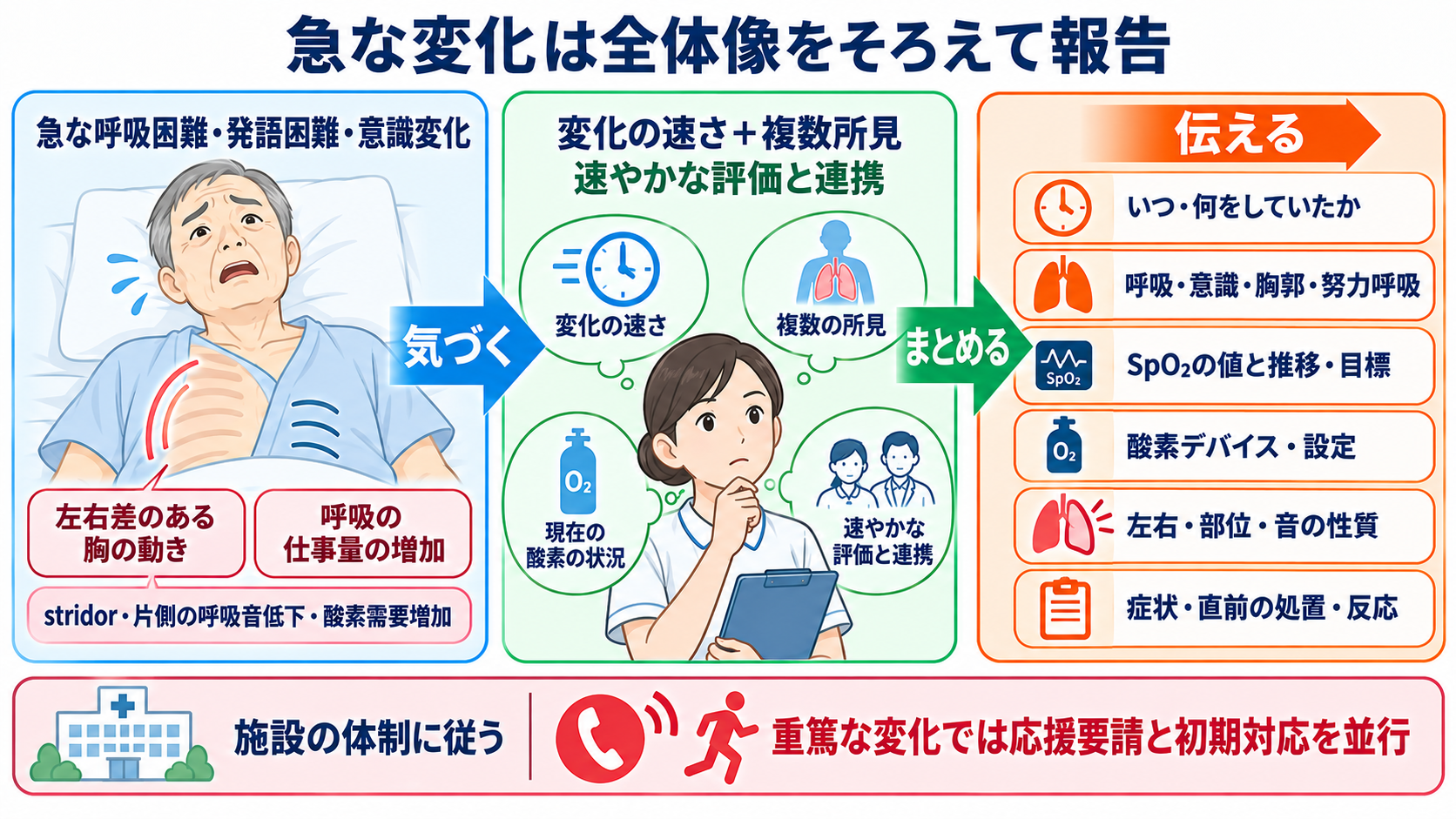 肺の解剖を臨床につなげる：肺葉・肺区域・肺胞・胸膜と看護観察：急な左右差や呼吸努力の増大は、変化の全体像をそろえて報告するの図解