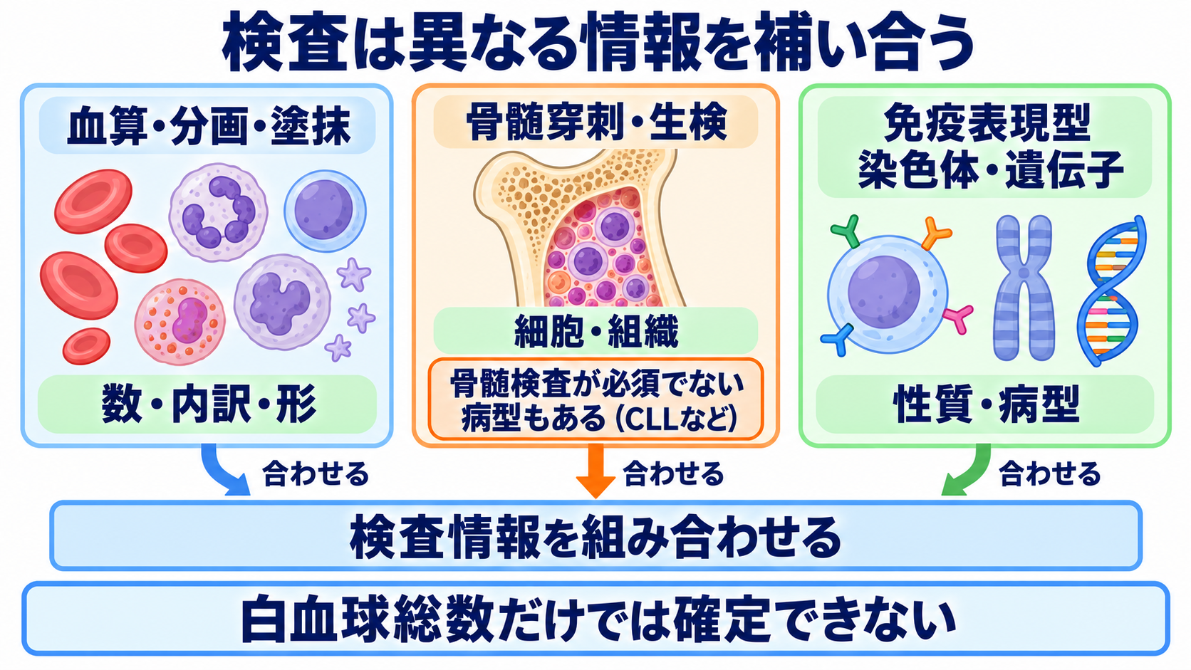 成人の白血病を、病態・検査・治療と看護観察のつながりから理解する：血液・骨髄・遺伝子の検査は、それぞれ何を調べるかの図解