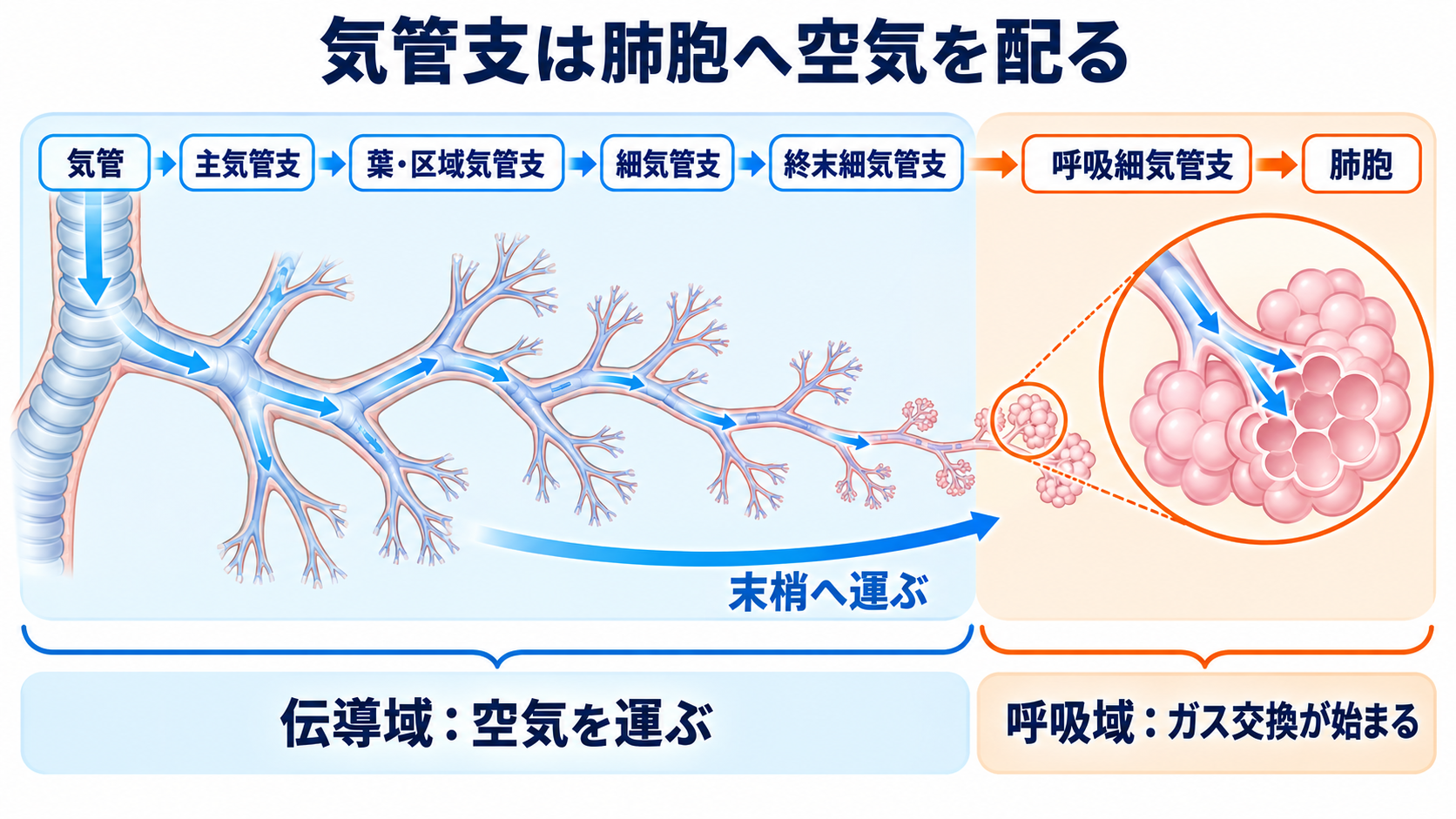 肺の解剖を臨床につなげる：肺葉・肺区域・肺胞・胸膜と看護観察：気管支は空気を肺胞へ配る「枝分かれした管」であるの図解
