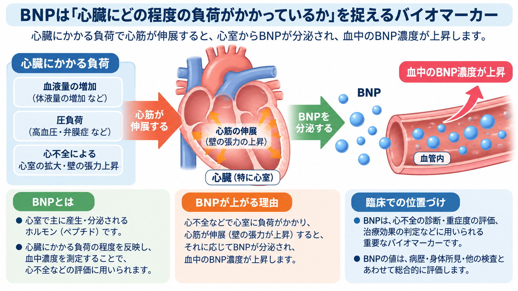BNPとは？心不全で上がる理由・基準値・NT-proBNPとの違いと看護での見かた：BNPは「心臓にどの程度の負荷がかかっているか」を捉えるバイオマーカーの図解