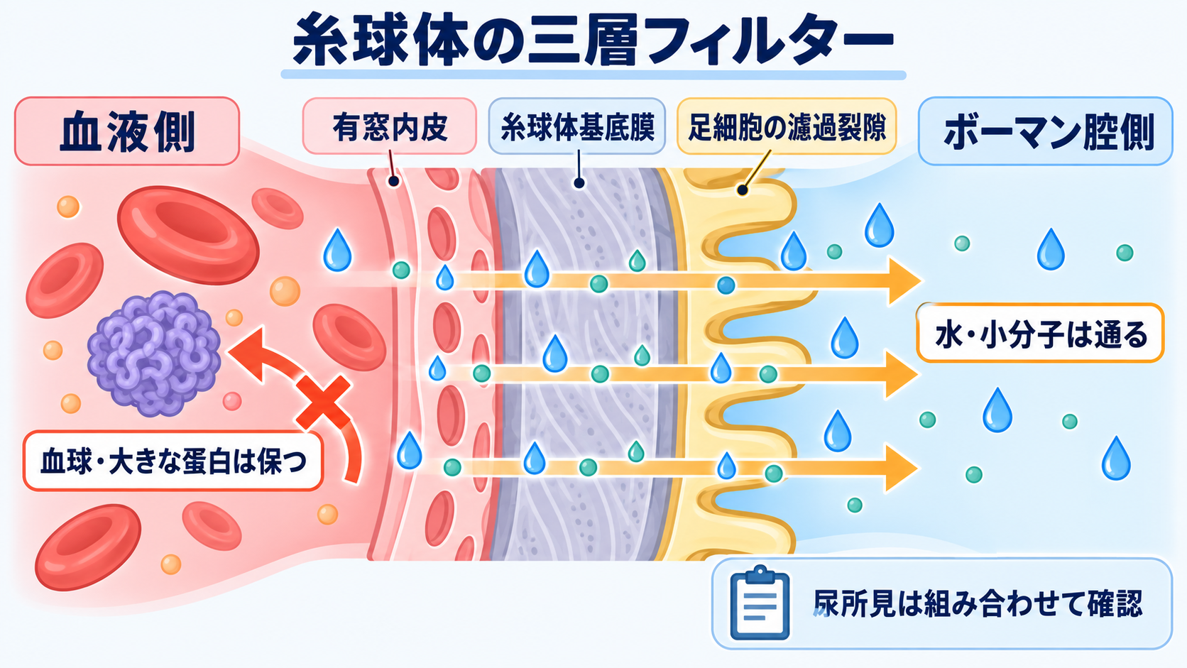 腎臓の解剖を血流と尿の通り道から理解する―ネフロンの構造と看護観察の意味：糸球体は三層の濾過障壁で血球や大きな蛋白を保つの図解