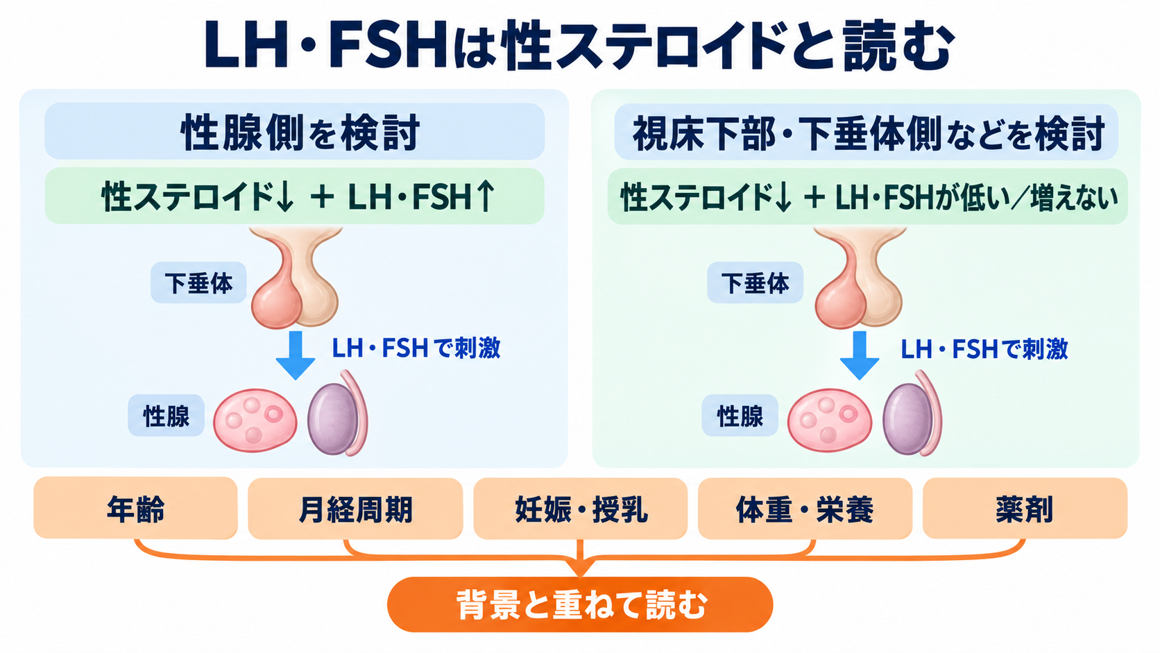 内分泌で覚えておきたい検査｜ホルモンの組み合わせと看護観察が分かる：LH・FSHは性ステロイドと年齢・月経周期を重ねて読むの図解