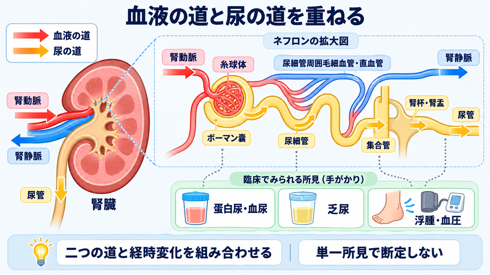腎臓の解剖を血流と尿の通り道から理解する―ネフロンの構造と看護観察の意味：腎臓の解剖は「血液の道」と「尿の道」を重ねると臨床につながるの図解