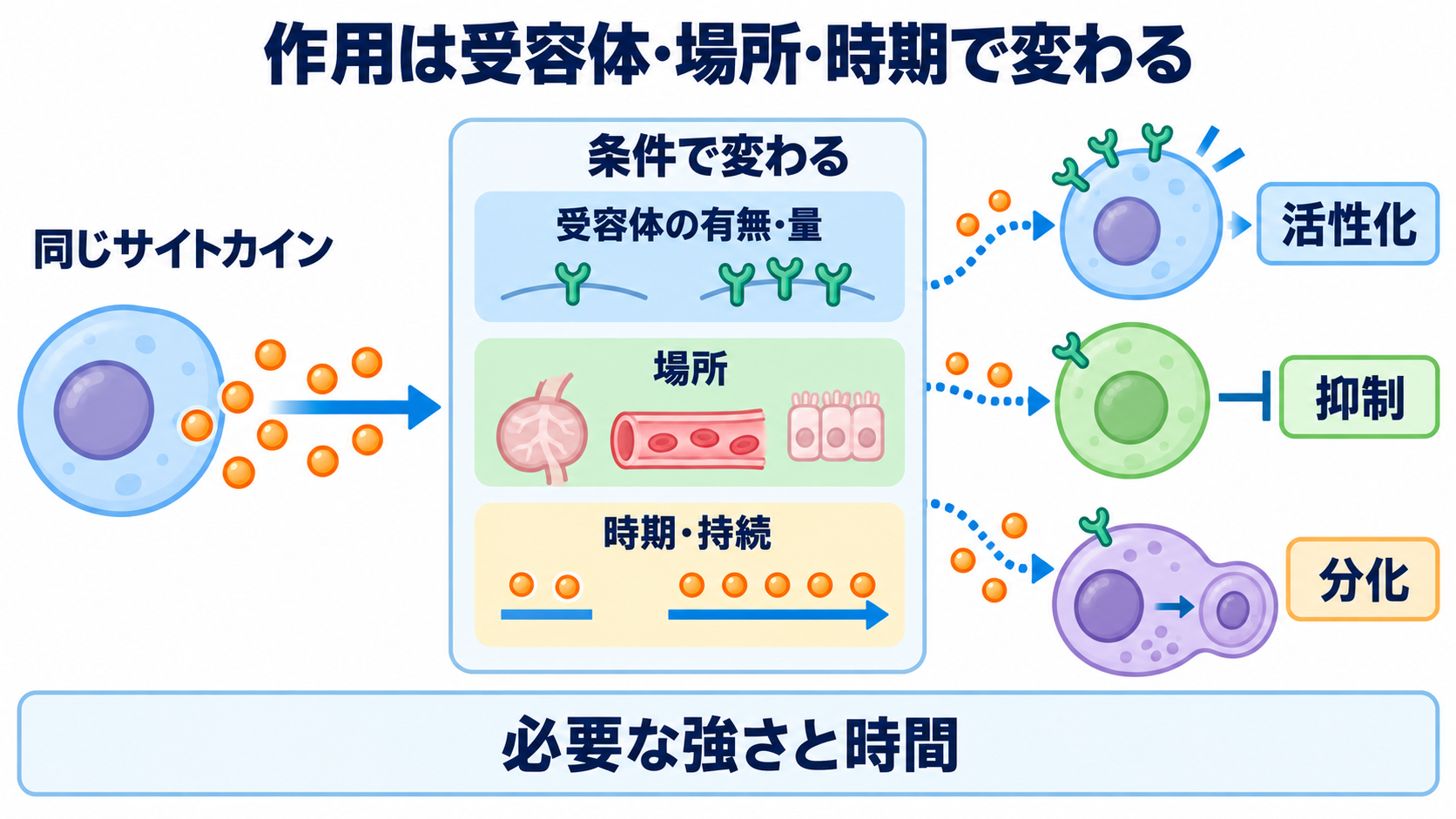 サイトカインとは何か――免疫・炎症の仕組みから検査、治療、看護観察まで：作用はサイトカイン名だけで決まらず、受容体・場所・時期で変わるの図解