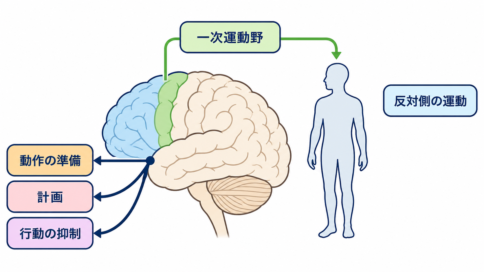脳の部位ごとの機能を整理｜障害部位から症状と観察項目を考える：前頭葉は「動く」「計画する」「行動を調整する」に関わるの図解