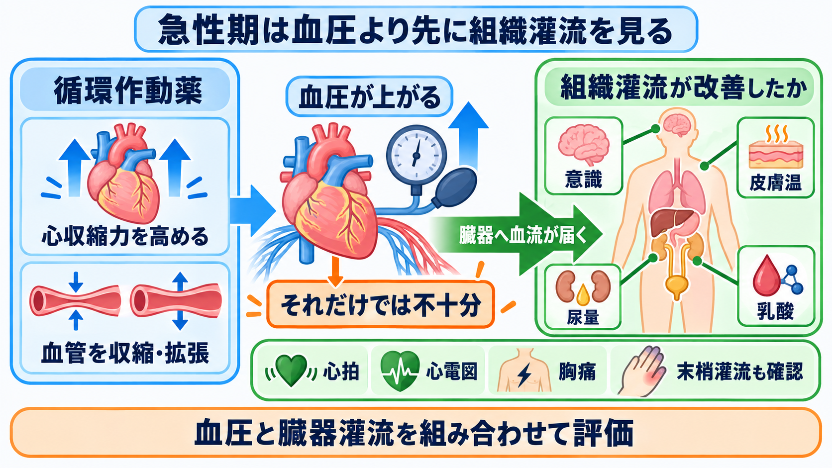 循環器で使われる薬剤を目的から理解する―作用・副作用と看護観察のつなげ方：急性期の循環作動薬は「血圧」ではなく組織灌流を改善できたかで評価するの図解