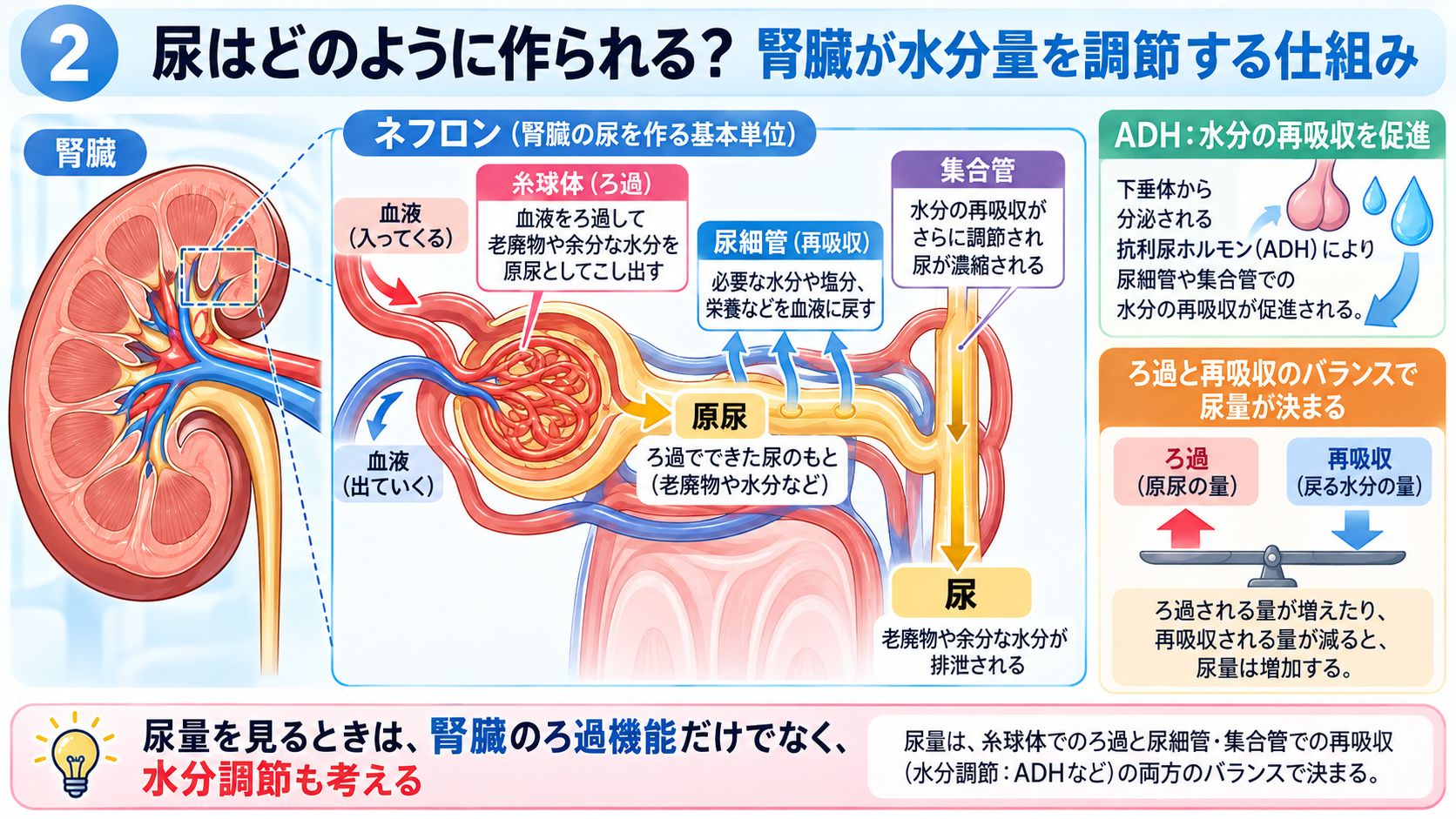 尿量の見かた｜なぜ確認する？正常の目安・尿量が減る原因・看護観察のポイント：尿はどのように作られる？腎臓が水分量を調節する仕組みの図解