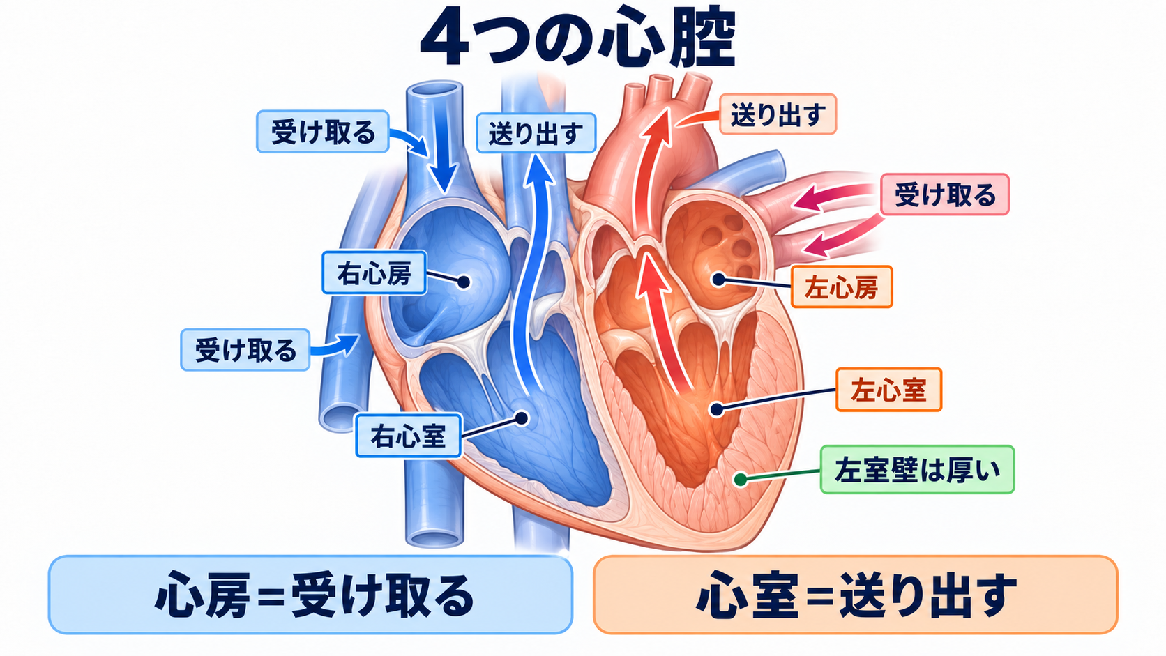 心臓の解剖を血流から理解する｜4つの部屋・弁・冠動脈・刺激伝導系と看護観察：4つの心腔は「受け取る心房」と「送り出す心室」に分かれるの図解
