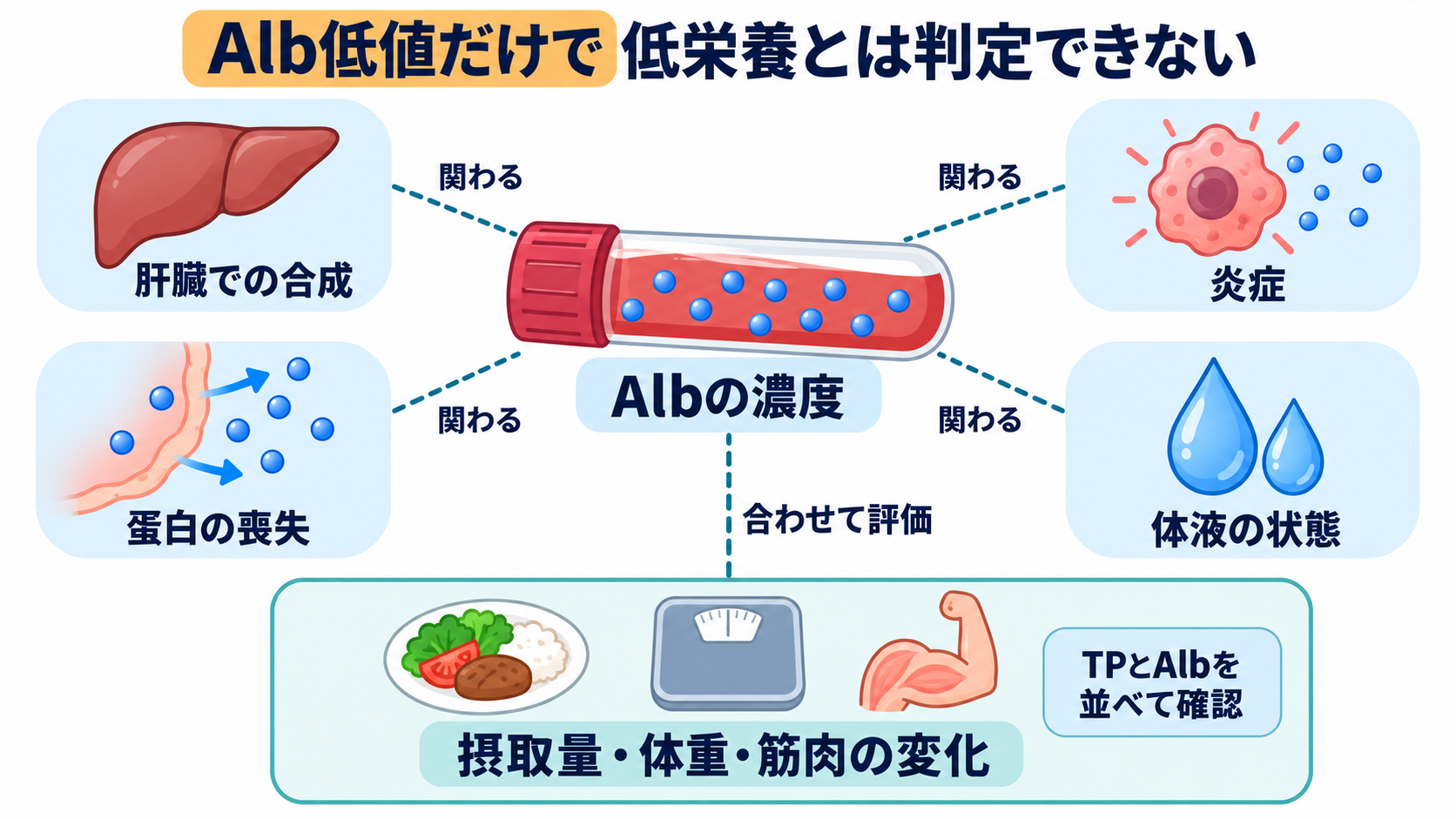 主な生化学検査の一覧から、数値の意味と看護での見方を学ぶ：TP・Albは、蛋白の状態を複数の要因から考えるの図解