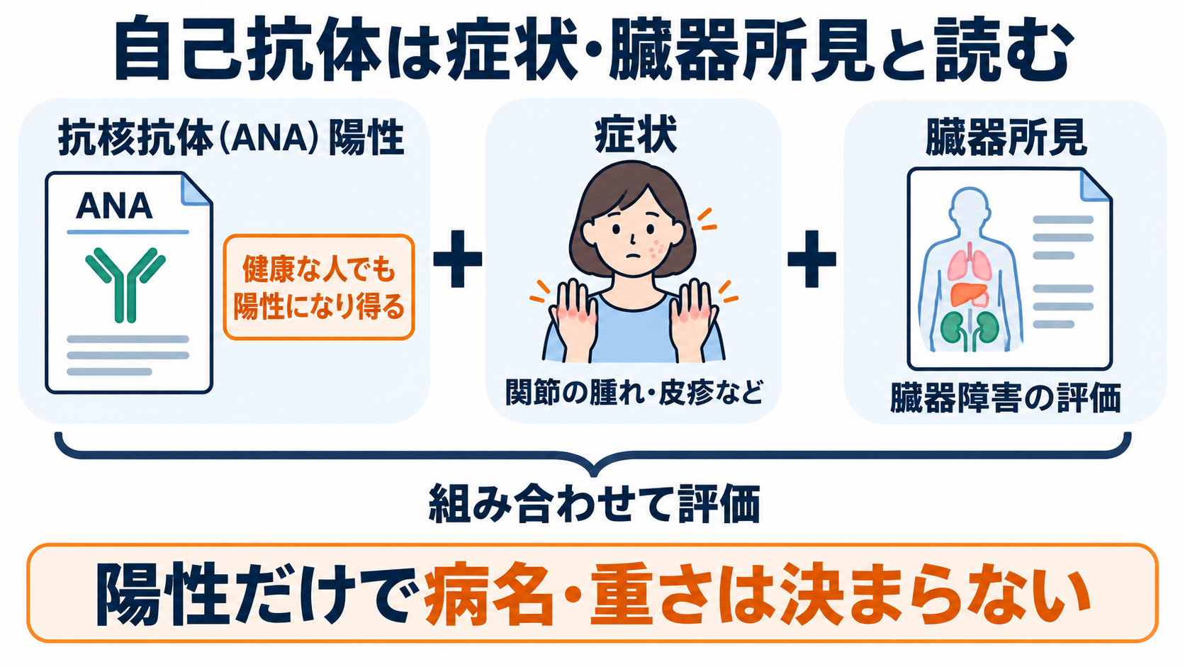 免疫の種類と主な検査の一覧：抗体・補体の働きと看護での読み方：自己抗体の陽性は、症状と臓器所見を合わせて解釈するの図解