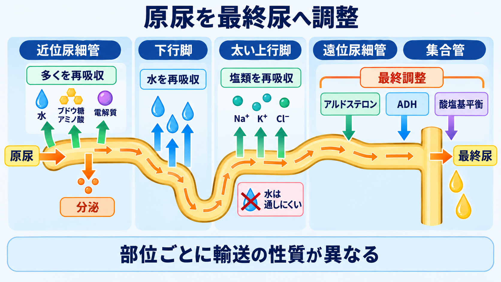 腎臓の解剖を血流と尿の通り道から理解する―ネフロンの構造と看護観察の意味：尿細管と集合管は、原尿から必要物を戻して最終尿を作るの図解