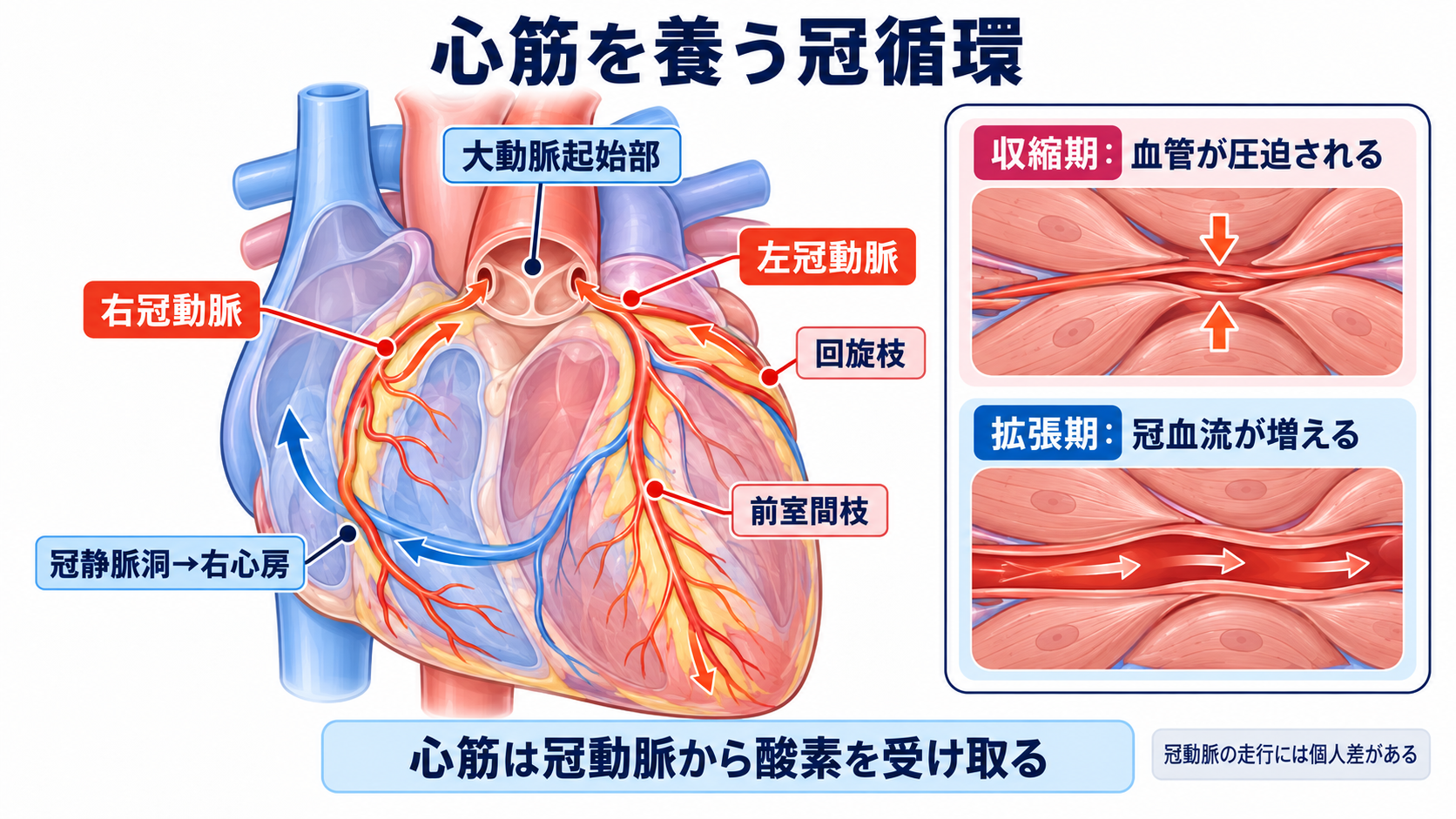 心臓の解剖を血流から理解する｜4つの部屋・弁・冠動脈・刺激伝導系と看護観察：冠動脈は心腔内の血液とは別に、心筋へ酸素を届けるの図解