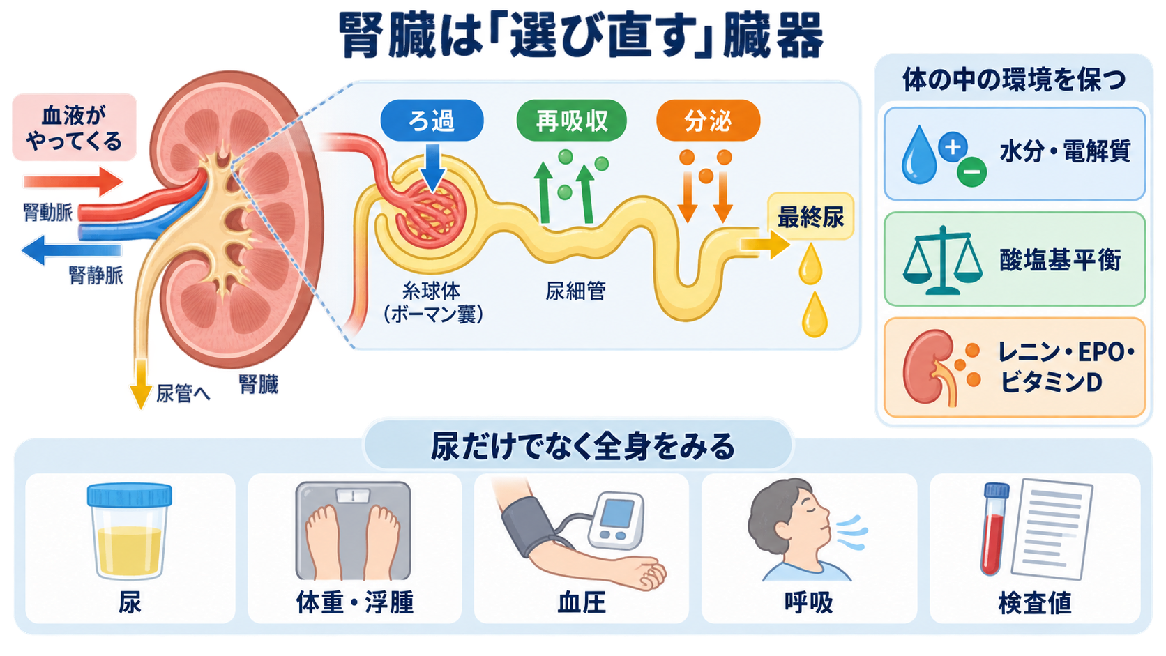 腎臓の解剖を血流と尿の通り道から理解する―ネフロンの構造と看護観察の意味：腎臓は「ろ過器」だけでなく、選び直して体内環境を保つ臓器の図解