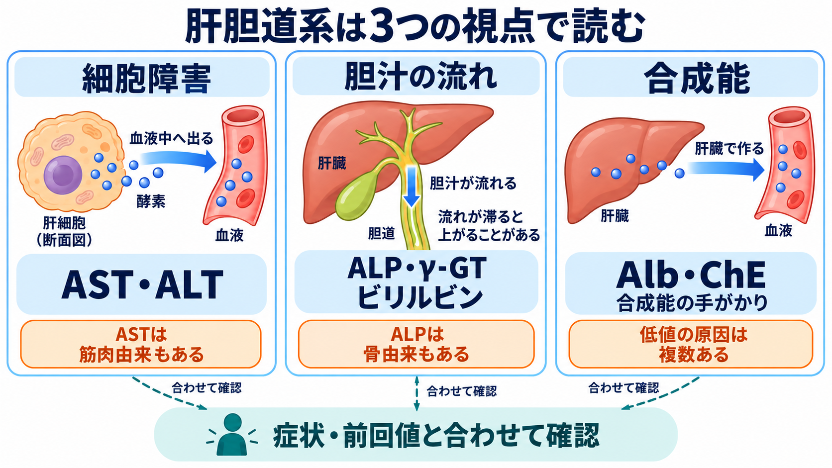 主な生化学検査の一覧から、数値の意味と看護での見方を学ぶ：肝胆道系の検査は、細胞障害・胆汁の流れ・合成能を分けて捉えるの図解