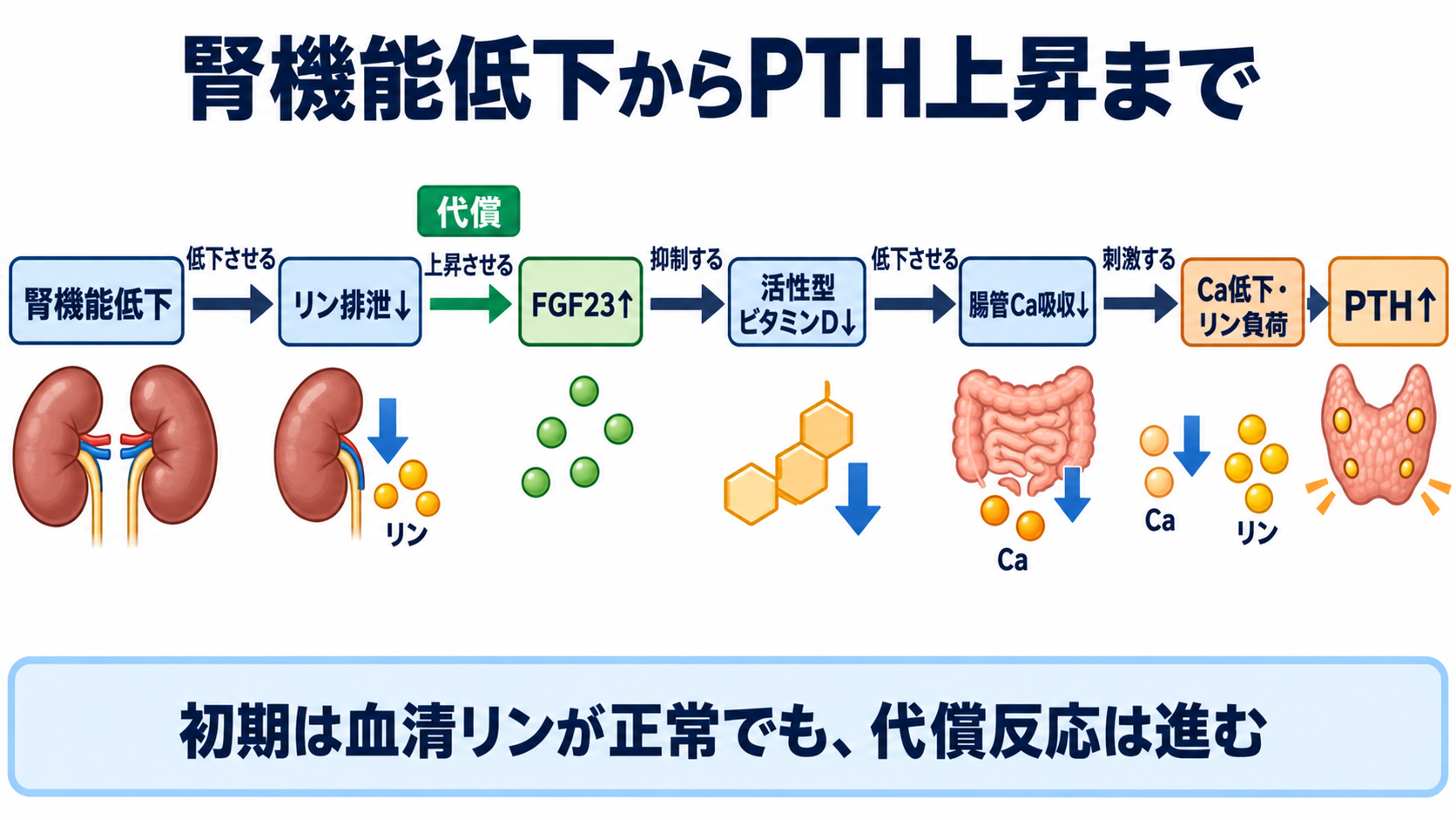 CKD-MBDとは？リン・カルシウム・PTHの読み方と看護観察の意味：腎機能が低下すると、リンを排泄する代償反応がPTHを押し上げるの図解