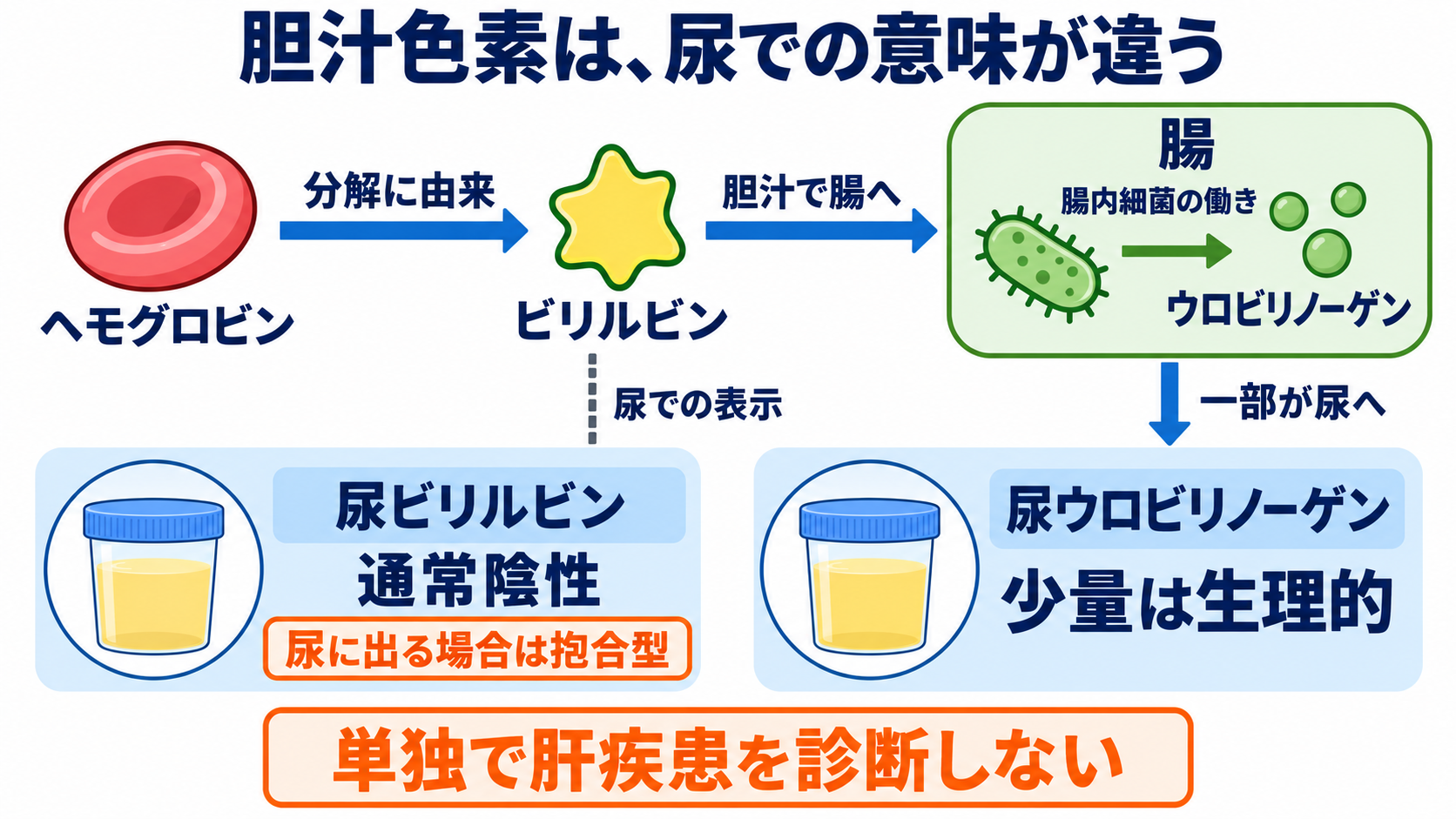 尿一般の項目一覧から、結果の読み方と看護での確認点を学ぶ：ビリルビンとウロビリノーゲンは、胆汁色素の流れで理解するの図解