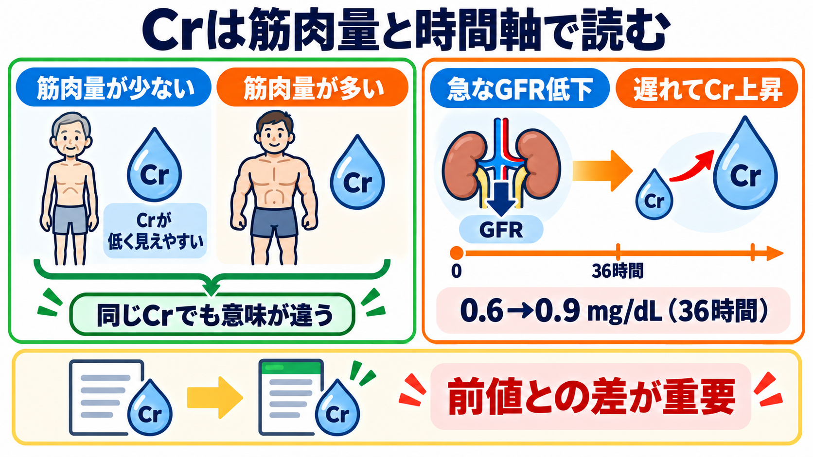 腎機能データの見方｜BUN・Cr・eGFRを「単独値」ではなく変化と背景で読む：Crは筋肉量と時間軸を外すと、腎機能を見誤るの図解