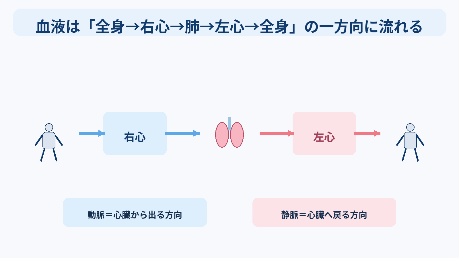 心臓の構造と機能を基礎から理解する｜4つの部屋・弁・血流・刺激伝導・心拍出量と看護観察：血液は「全身→右心→肺→左心→全身」の一方向に流れるの図解