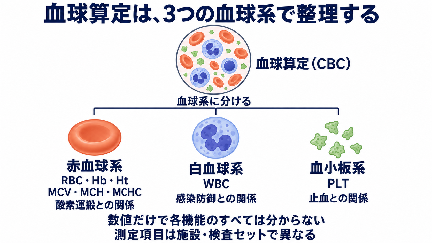血球算定の項目一覧で理解する、基準範囲と看護での読み方：血球算定は、血球の数と赤血球の性状を調べる基本検査の図解