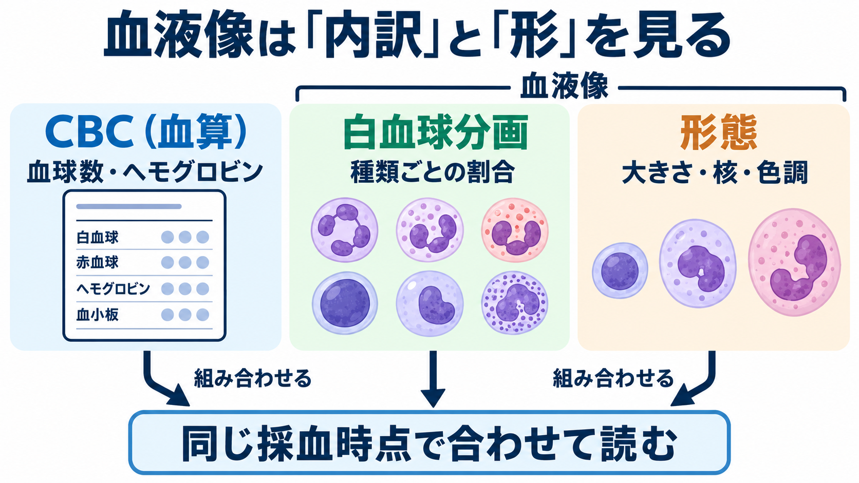 血液像の一覧と読み方：白血球の種類・基準範囲・異常所見を看護につなげる：血液像は血球の「内訳」と「形」を調べる検査の図解