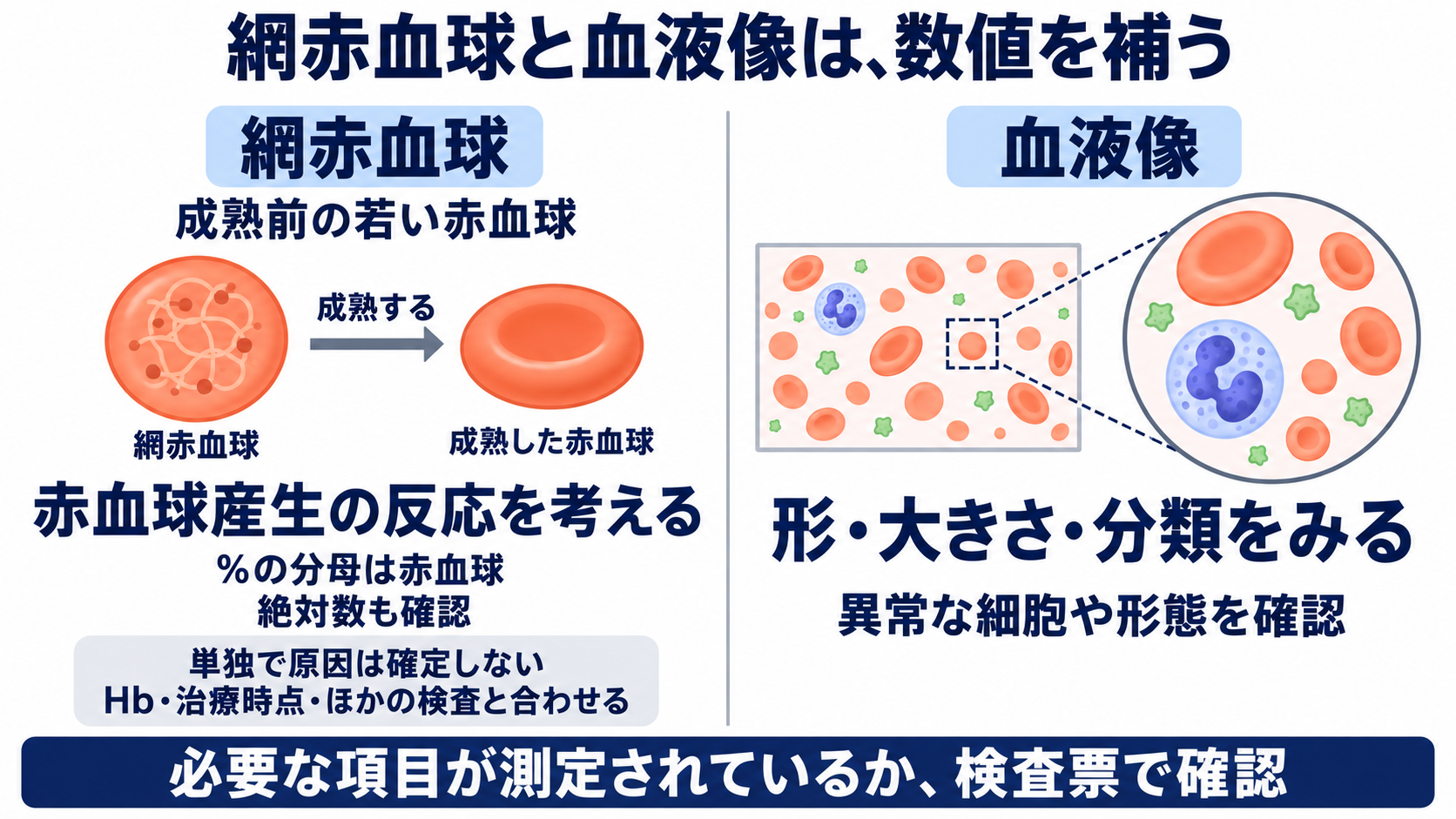 血球算定の項目一覧で理解する、基準範囲と看護での読み方：網赤血球と血液像は、血球を作る力や形の異常を補う検査の図解