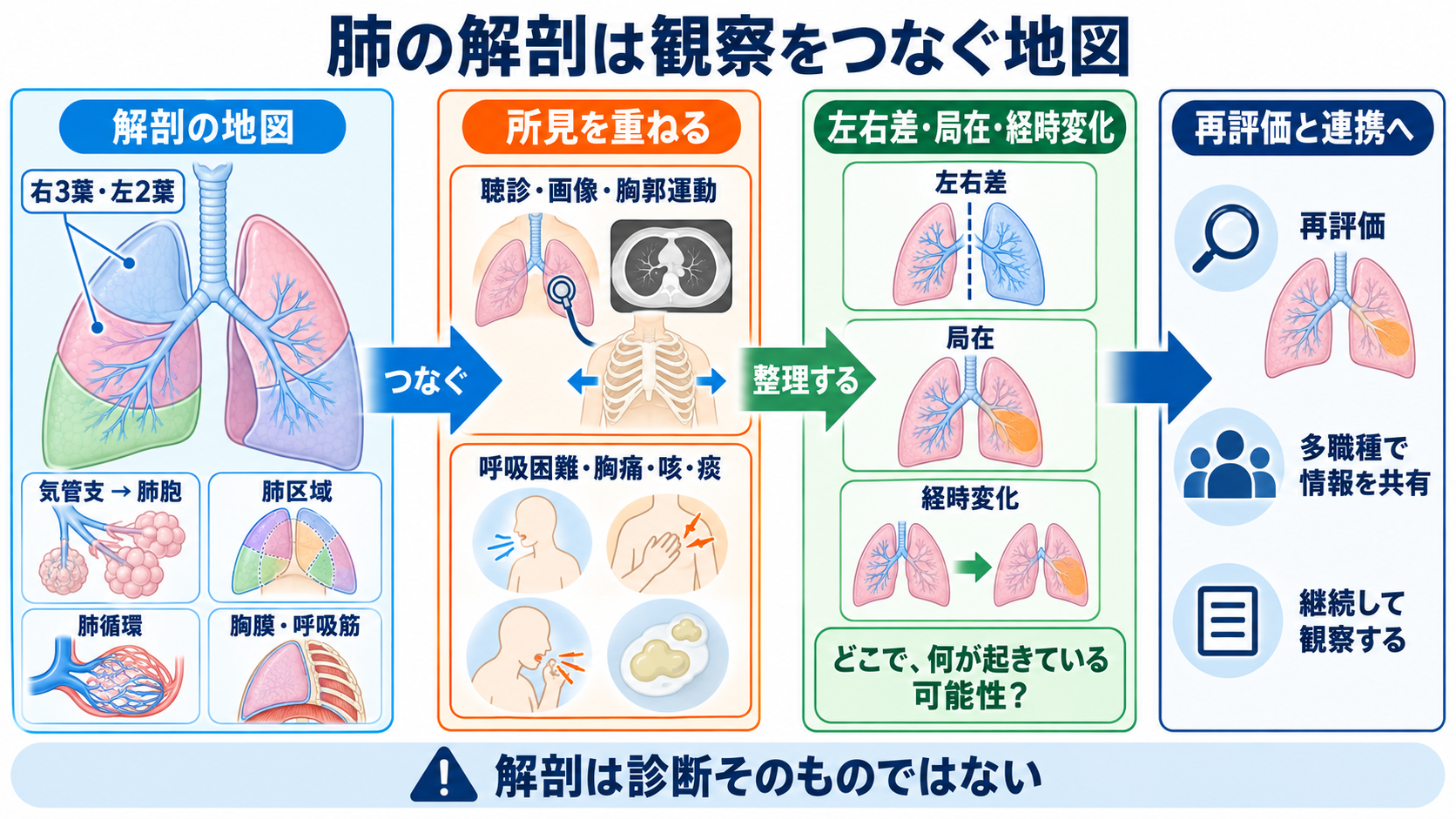 肺の解剖を臨床につなげる：肺葉・肺区域・肺胞・胸膜と看護観察：肺の解剖は、観察結果をつなぐための地図になるの図解