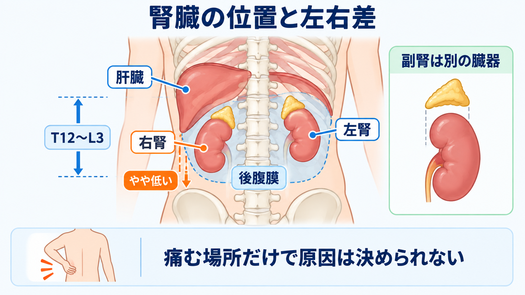 腎臓の解剖を血流と尿の通り道から理解する―ネフロンの構造と看護観察の意味：腎臓は後腹膜にあり、右腎は肝臓の影響でやや低いの図解