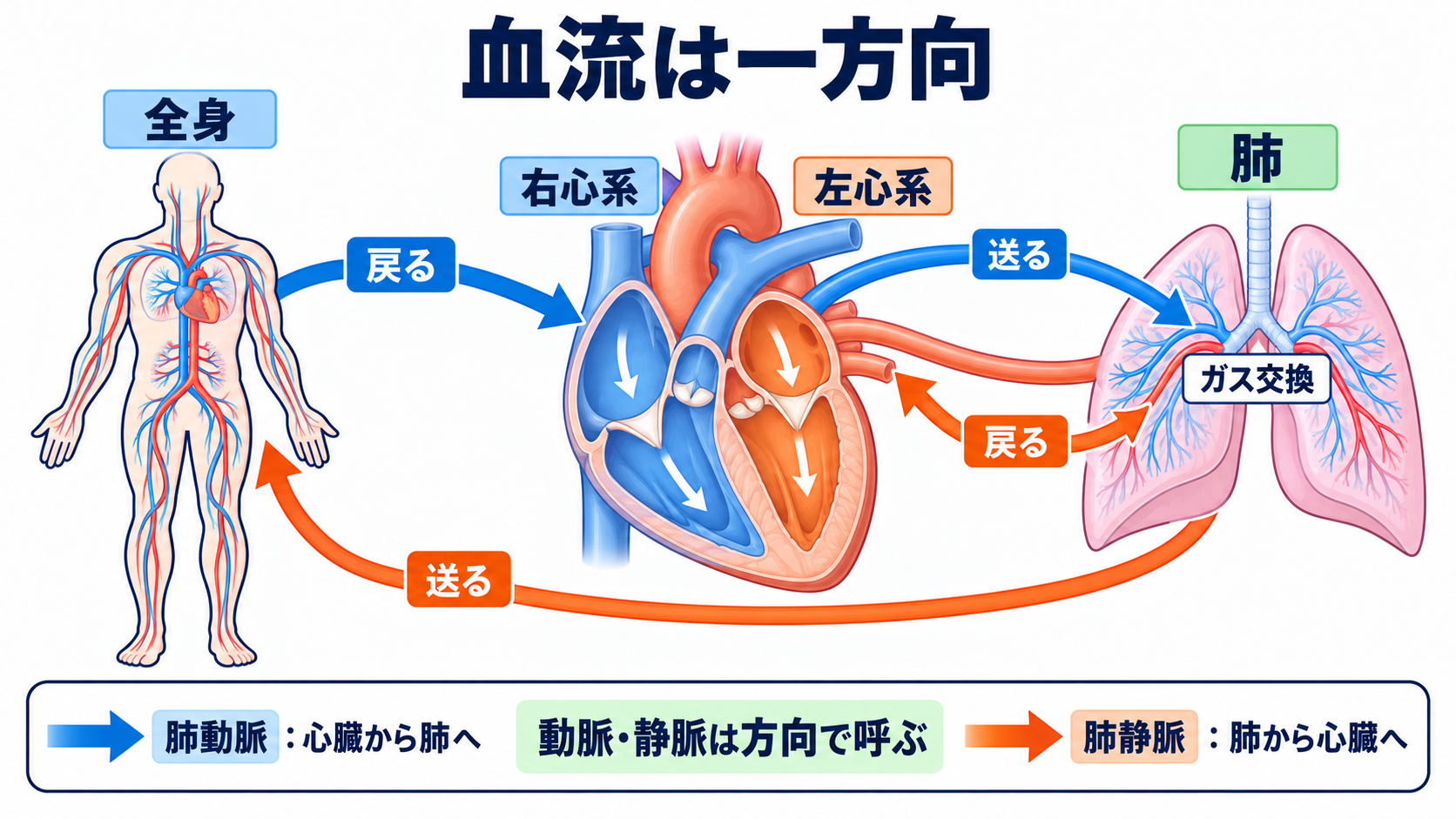 心臓の解剖を血流から理解する｜4つの部屋・弁・冠動脈・刺激伝導系と看護観察：血流は「全身→右心→肺→左心→全身」の一方向で追うの図解