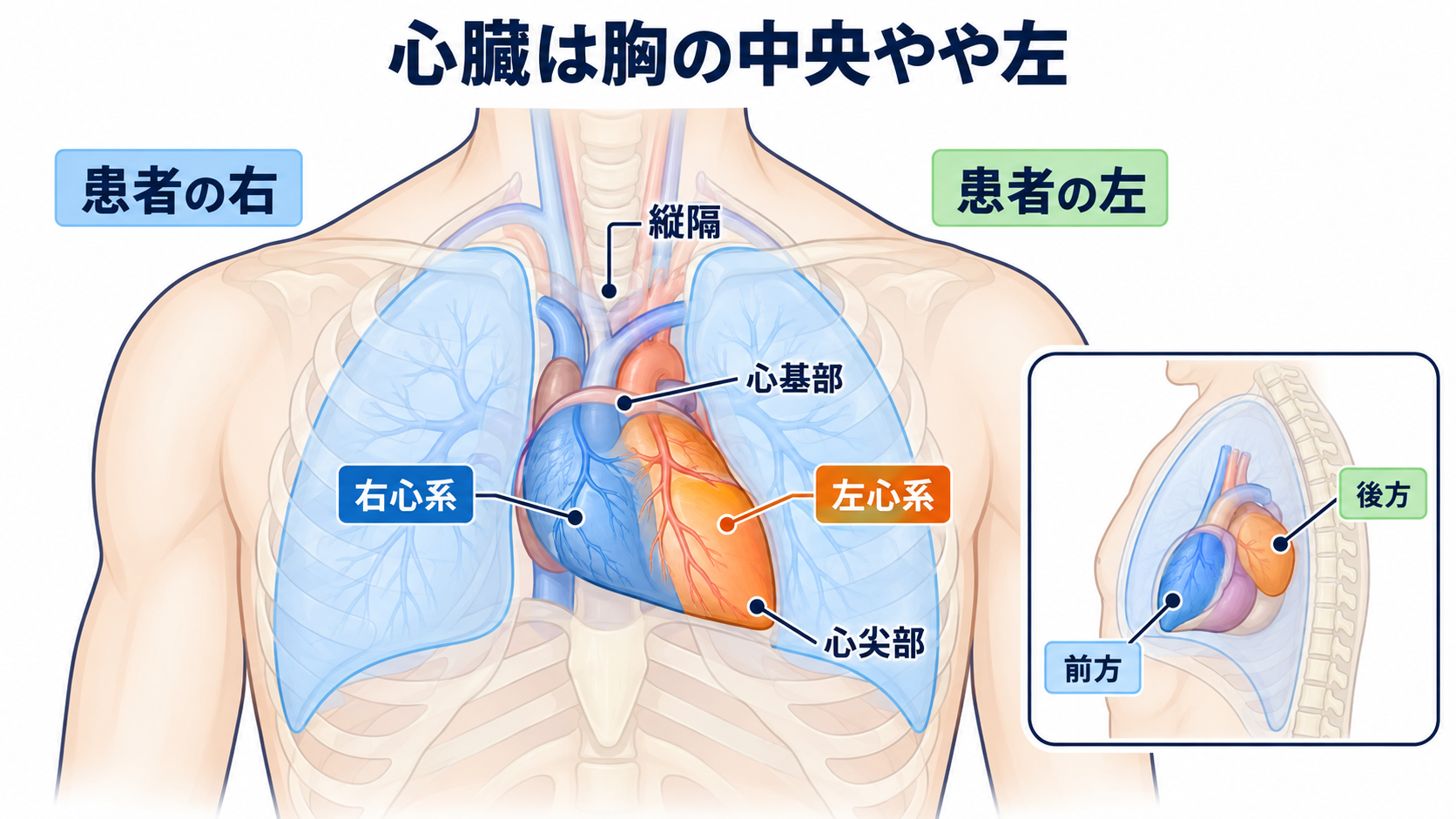 心臓の解剖を血流から理解する｜4つの部屋・弁・冠動脈・刺激伝導系と看護観察：心臓は胸の中央やや左にあり、右心系は体の右側にあるの図解