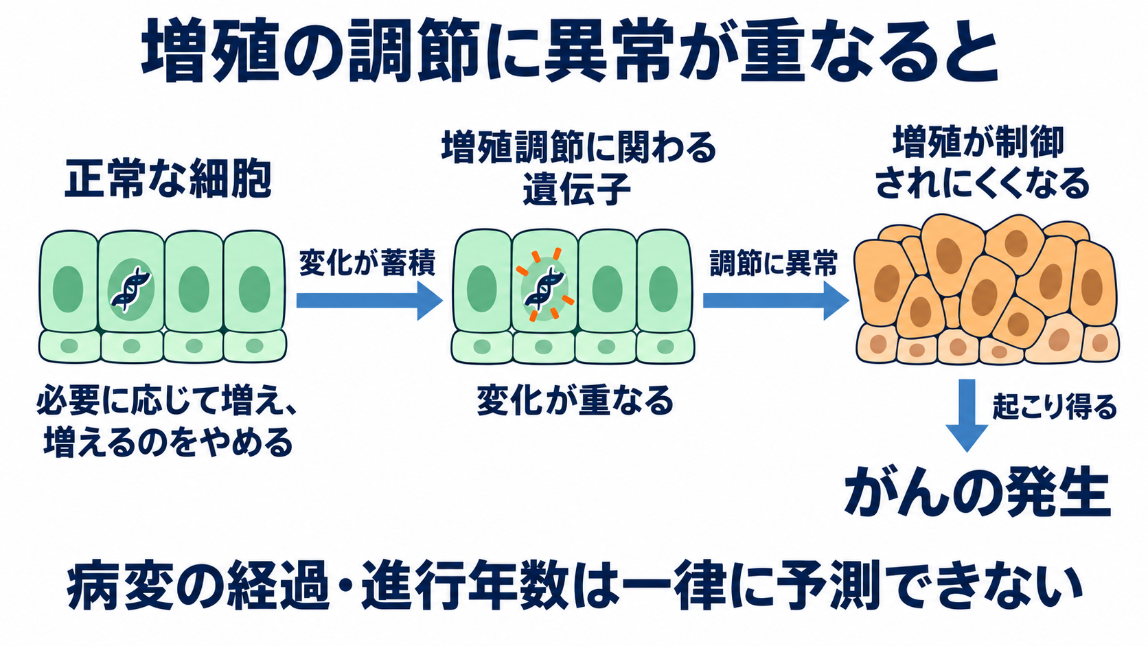前がん病変とは？自分で気付くことの限界と、検査・看護のポイント：細胞の増殖を調節する仕組みに異常が重なると、がんへ進むことがあるの図解