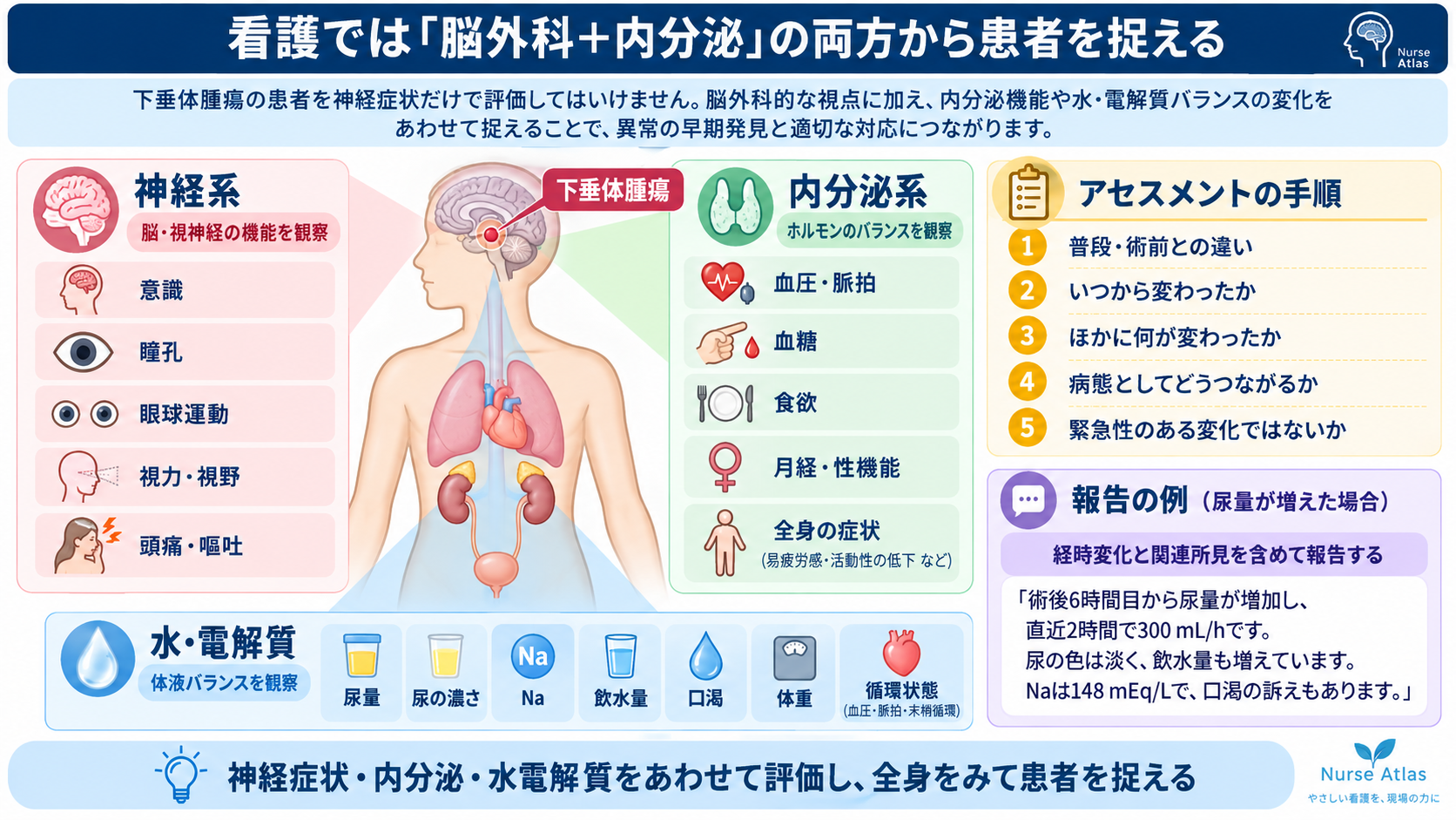 脳下垂体腫瘍とは？症状・ホルモン異常・治療と術後看護の観察ポイント：看護では「脳外科＋内分泌」の両方から患者を捉えるの図解