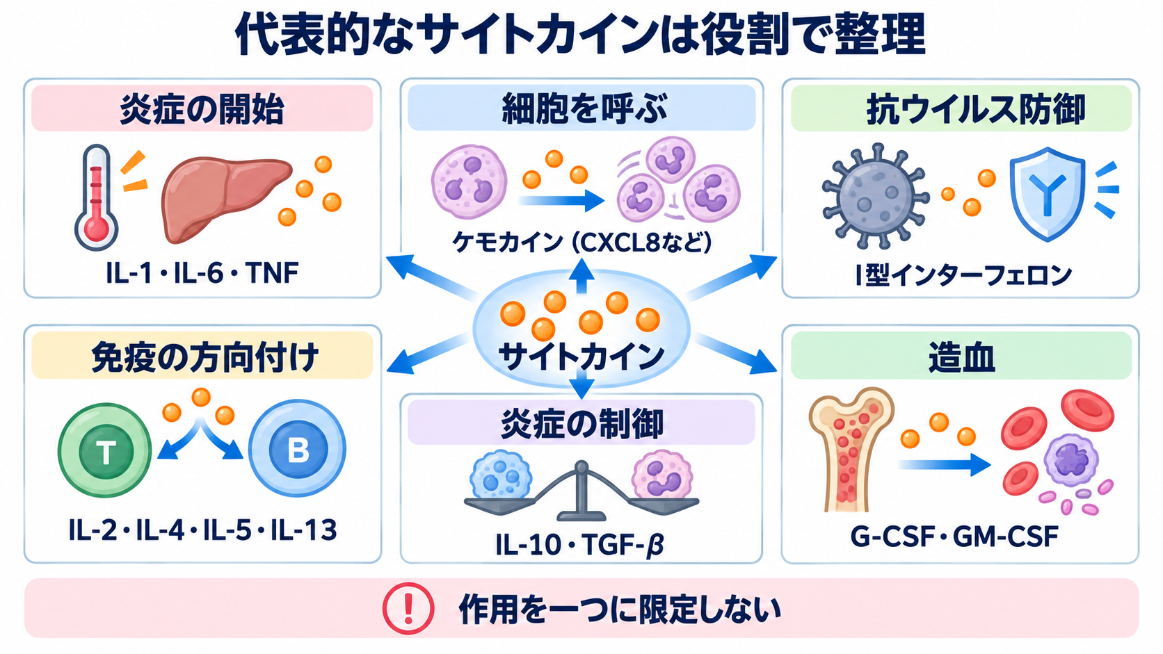 サイトカインとは何か――免疫・炎症の仕組みから検査、治療、看護観察まで：代表的なサイトカインは「何を調整する群か」で整理するの図解