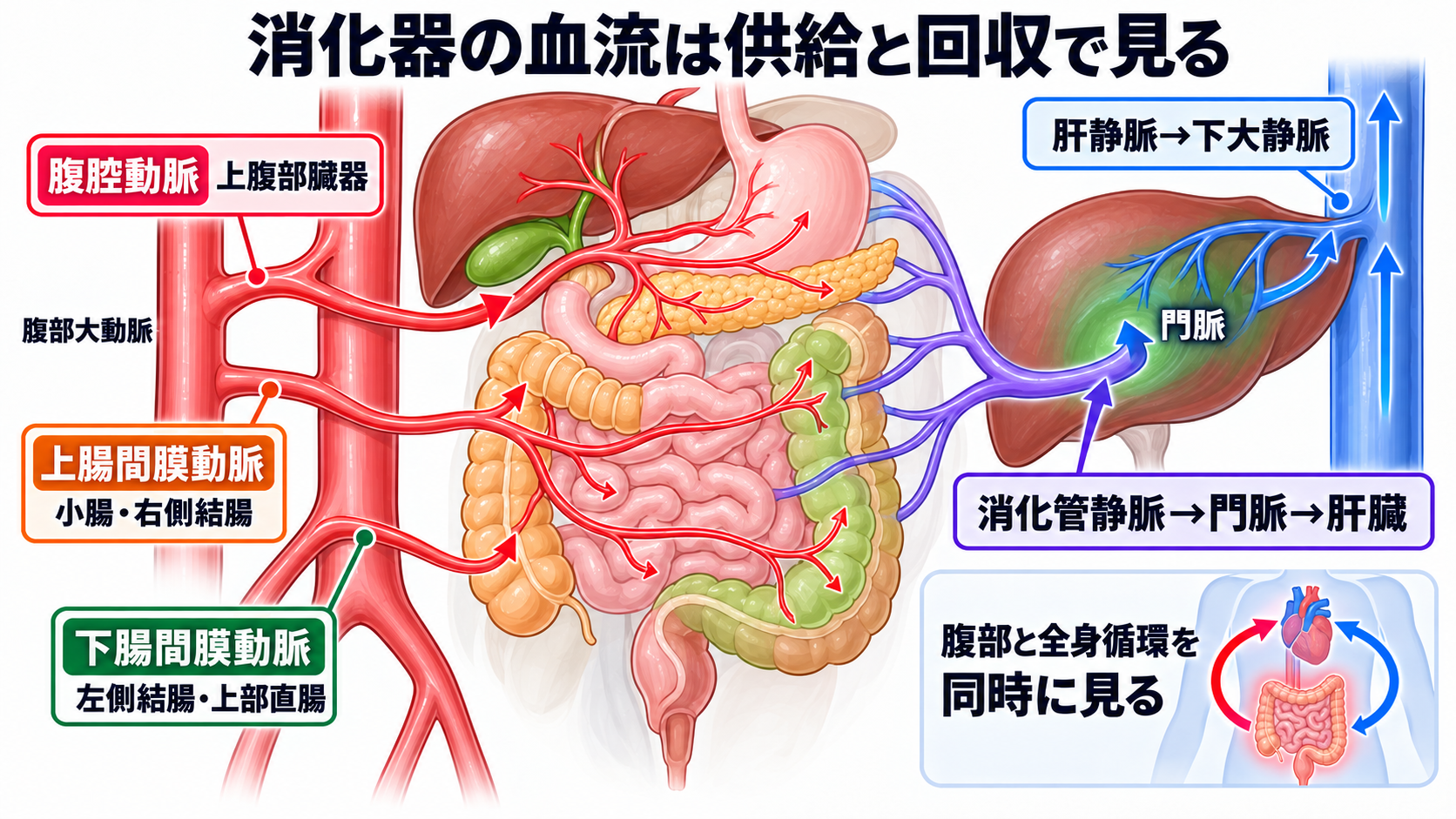 消化器の解剖を流れで理解する｜臓器・腹膜・血流と看護観察の意味：消化器の血流は三つの主要動脈と門脈系で整理するの図解