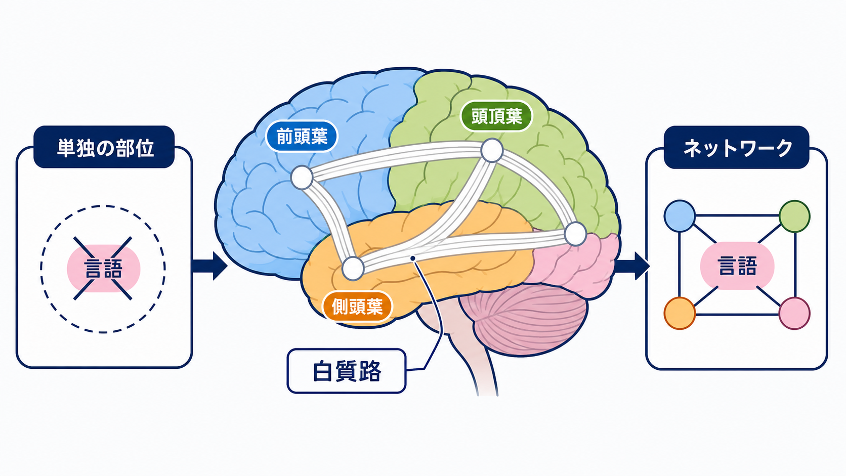 脳の部位ごとの機能を整理｜障害部位から症状と観察項目を考える：脳の機能は「1部位＝1機能」ではなく、複数部位のネットワークで成り立つの図解