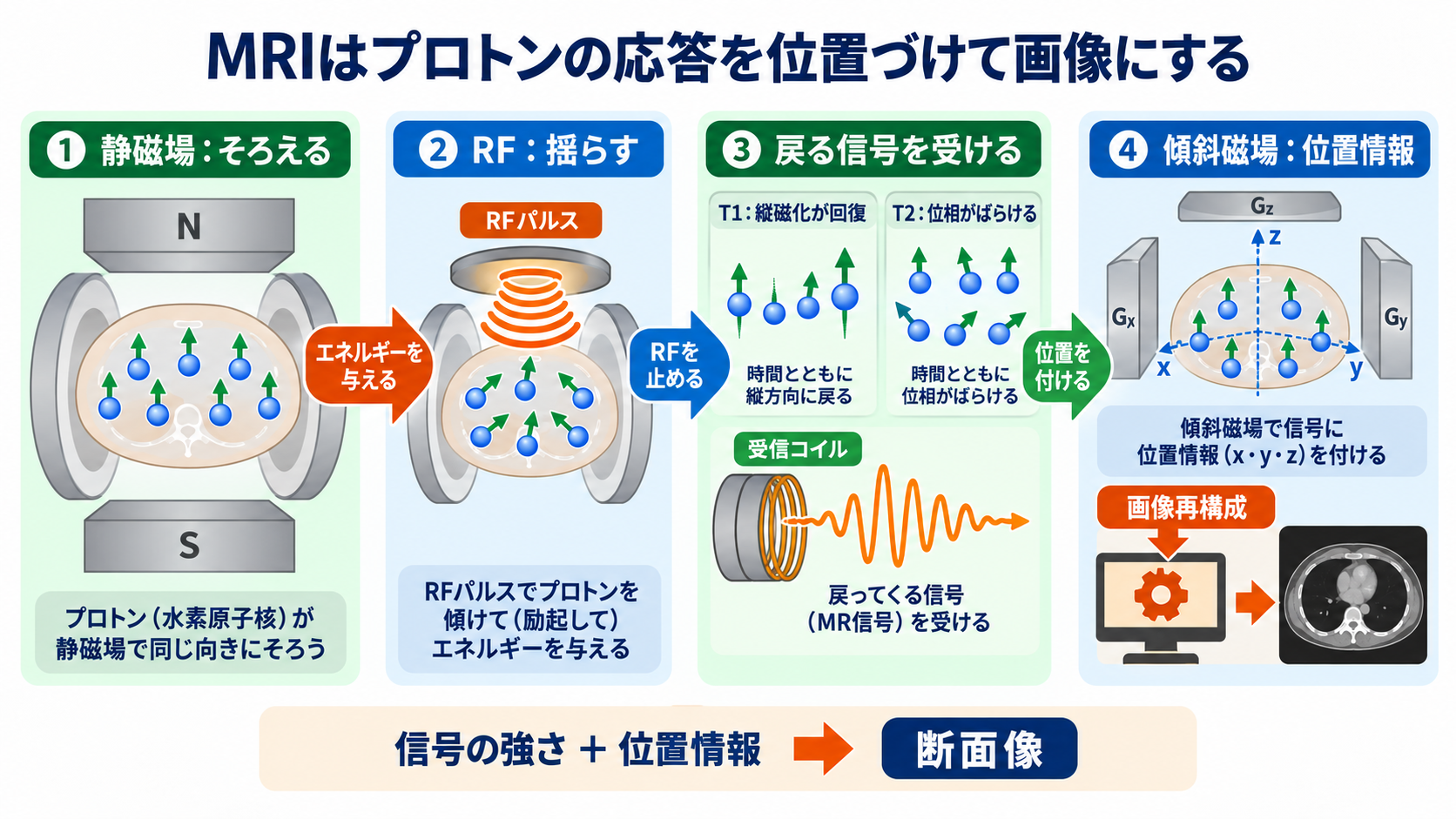 なぜ体の中が見える？CTとMRIを物理から理解する――画像の白黒と看護観察の意味：MRIは、水素原子核をそろえ、揺らし、戻る信号を位置づけて画像にするの図解