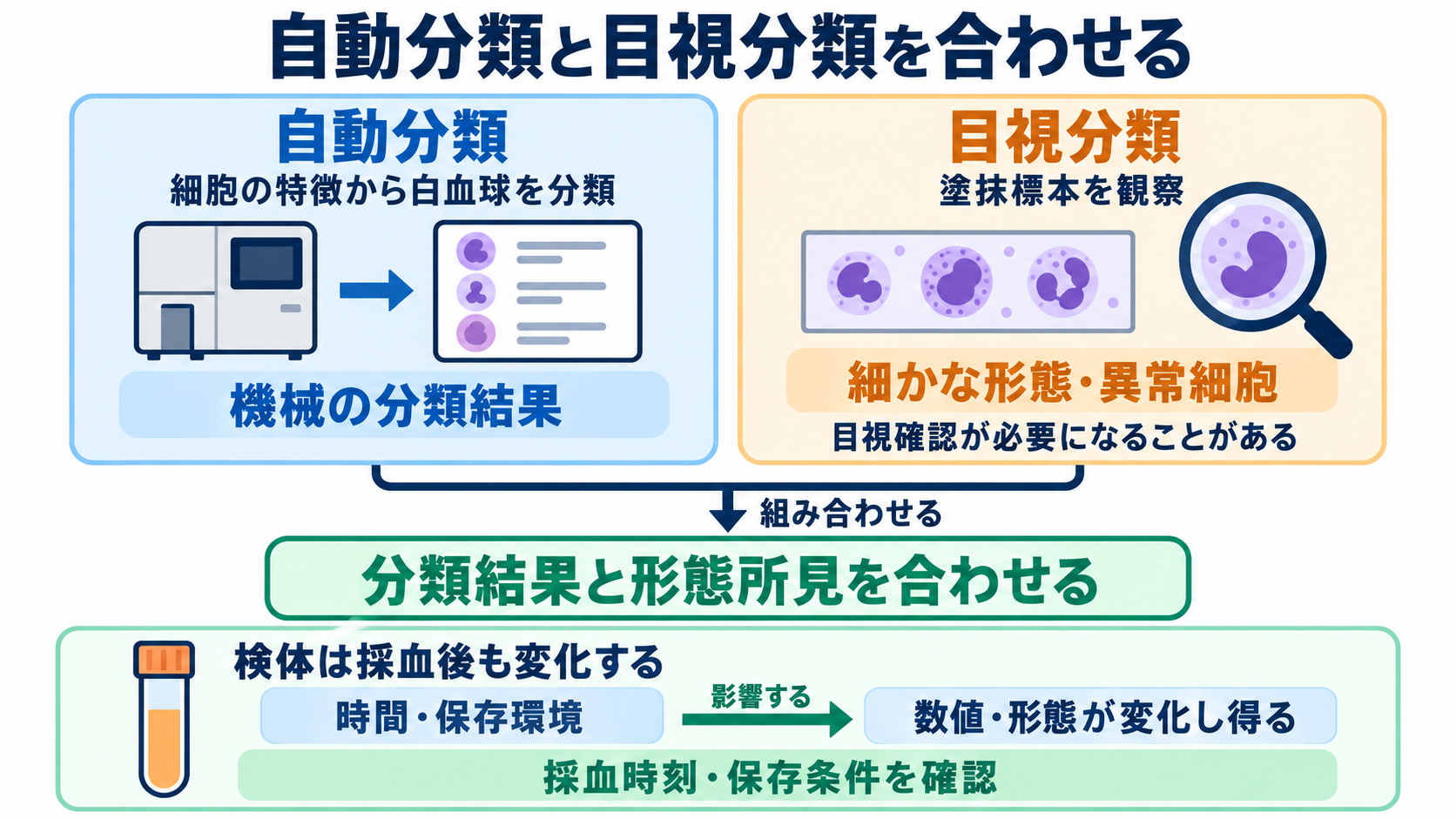 血液像の一覧と読み方：白血球の種類・基準範囲・異常所見を看護につなげる：自動分類と目視分類の違い、検体の影響を確認するの図解