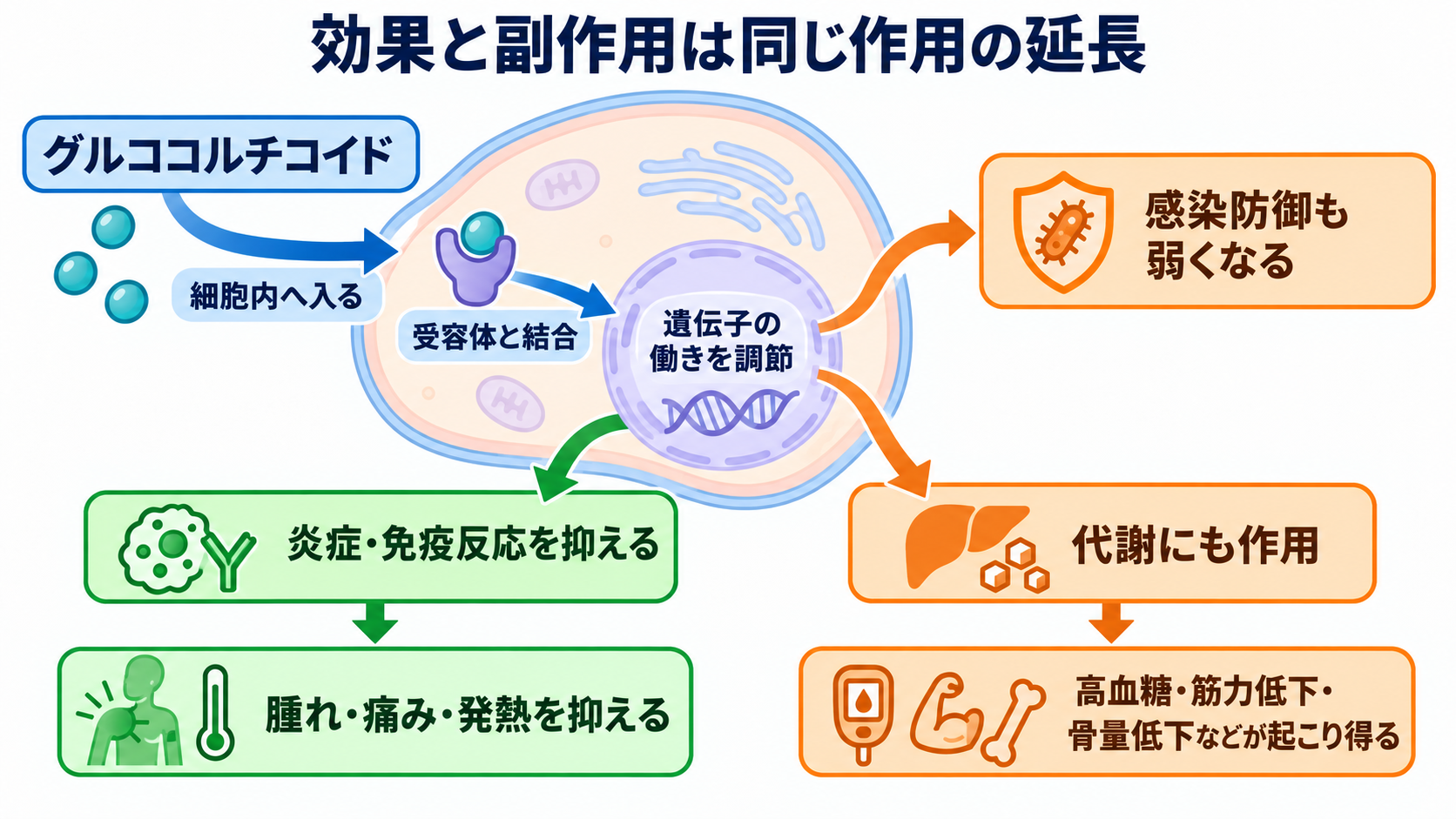 ステロイドとは？作用・副作用の理由と看護観察を基礎から理解する：炎症を抑える効果と副作用は、同じ全身作用の表裏にあるの図解