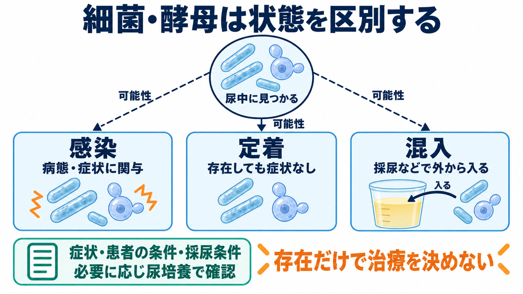 尿沈渣の主な成分一覧と、看護に役立つ所見の読み方：細菌・酵母は、感染・定着・混入を区別して読むの図解
